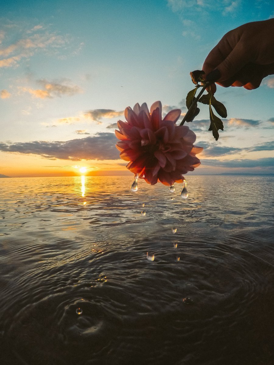 цветок на море