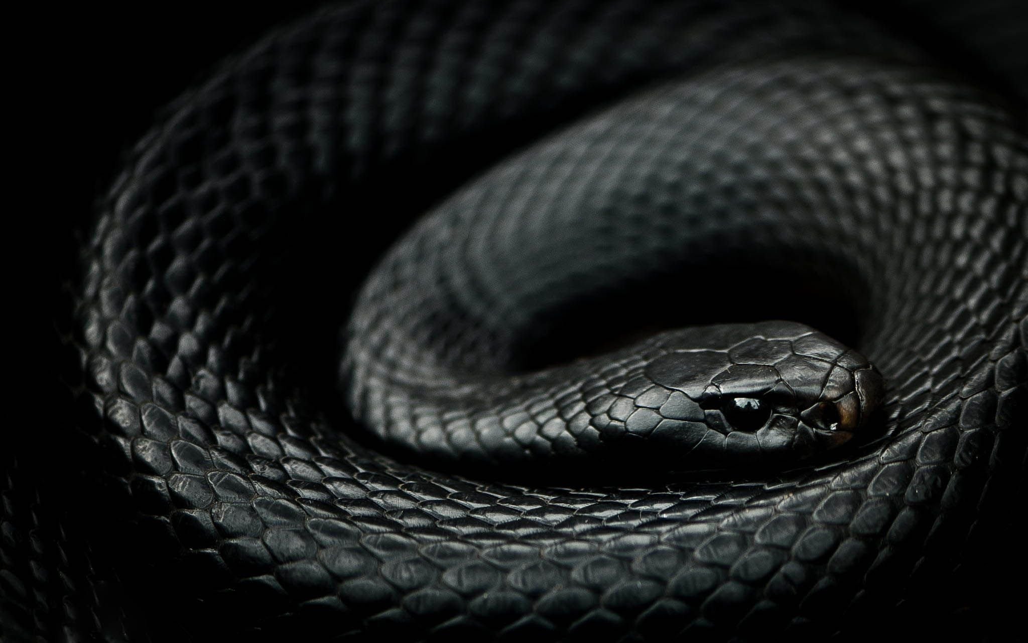 Змея на заставку телефона. Чёрная мамба змея. Черный Аспид змея. Блейк Снейк чёрная змея. Черный Тайпан.