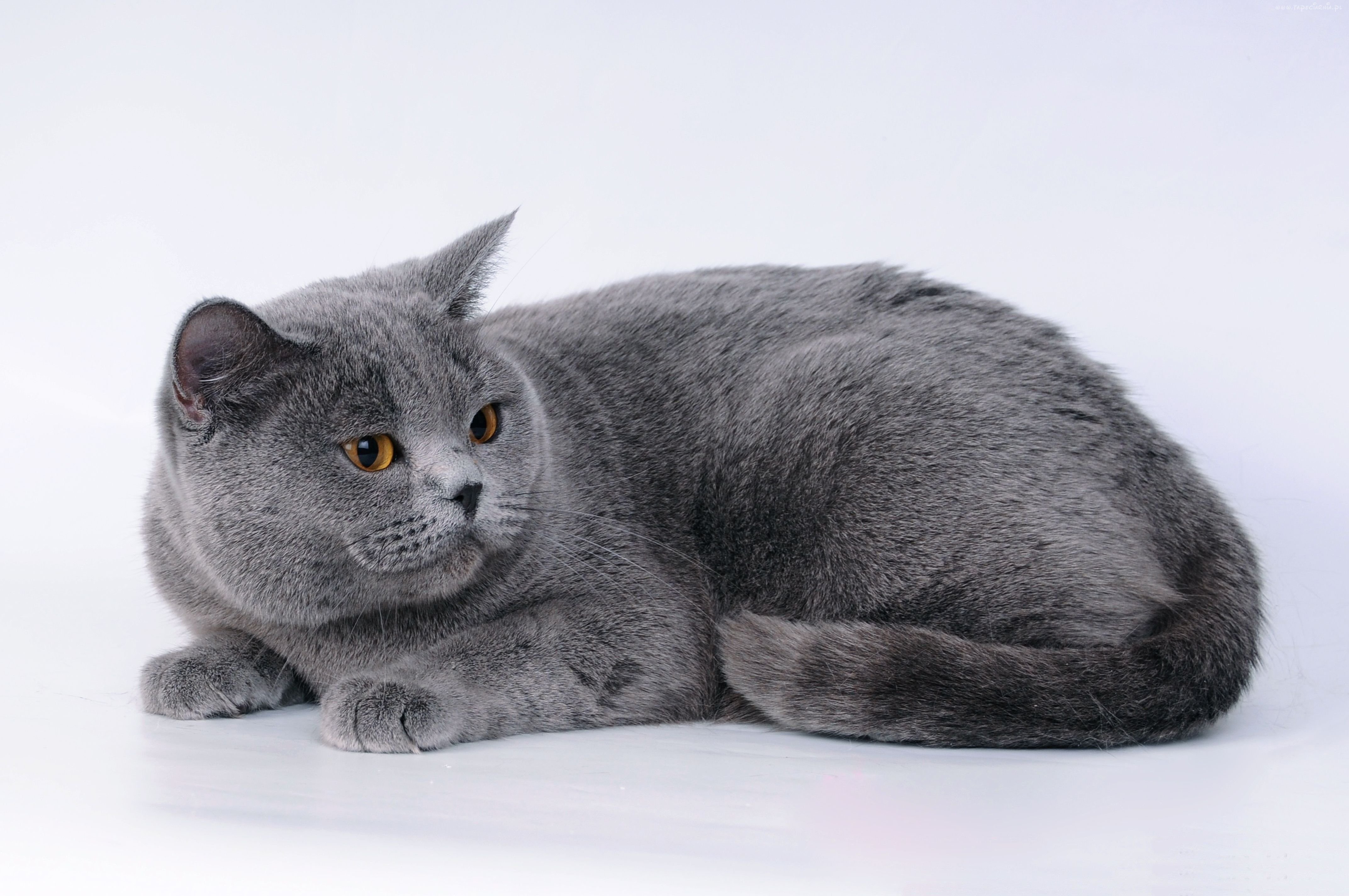 Породы кошек серая британская. Британская короткошёрстная кошка. Британская короткошёрстная кошка голубая. Британский короткошерстный кот серый. Картезианская кошка британец.