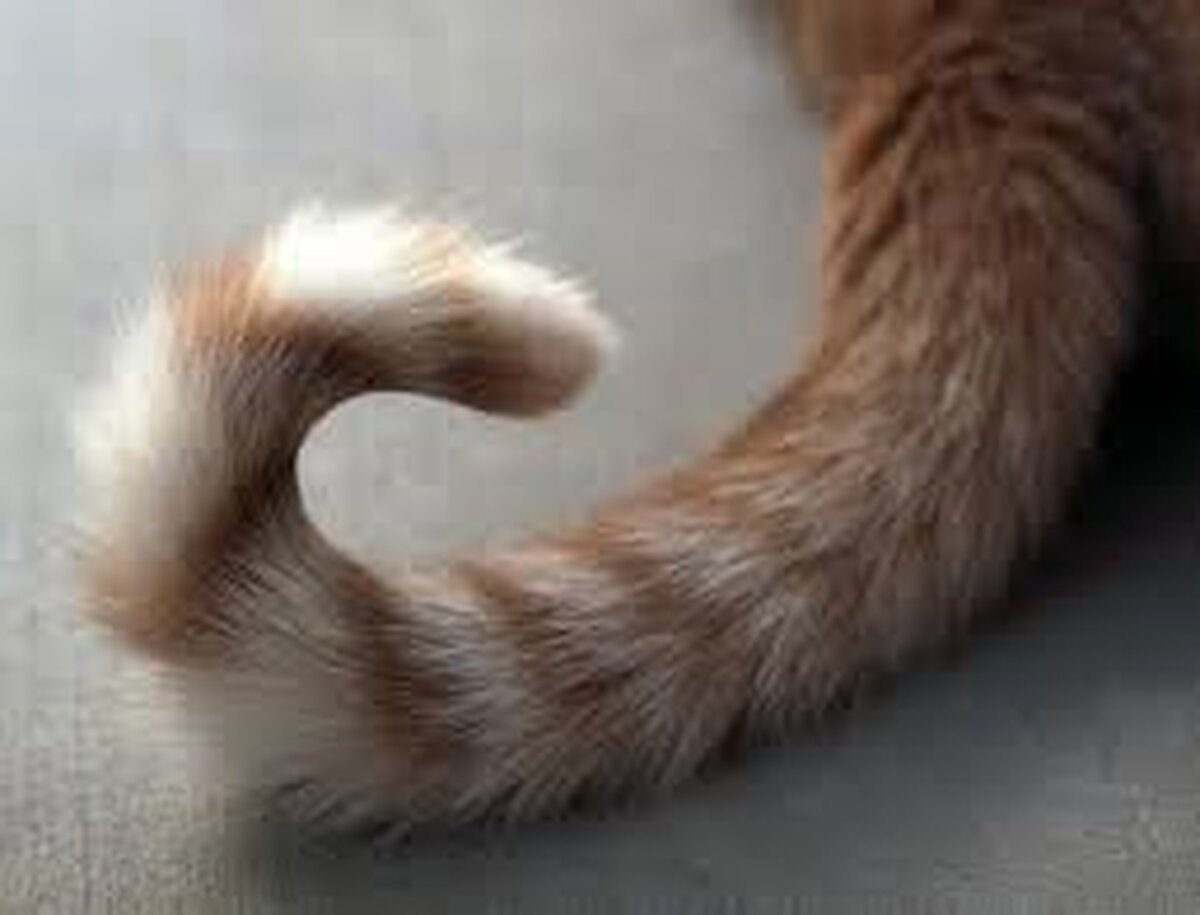 Хвост кота картинка. Хвост. Хвост кошки. Кошачий хвостик. Разные хвосты.