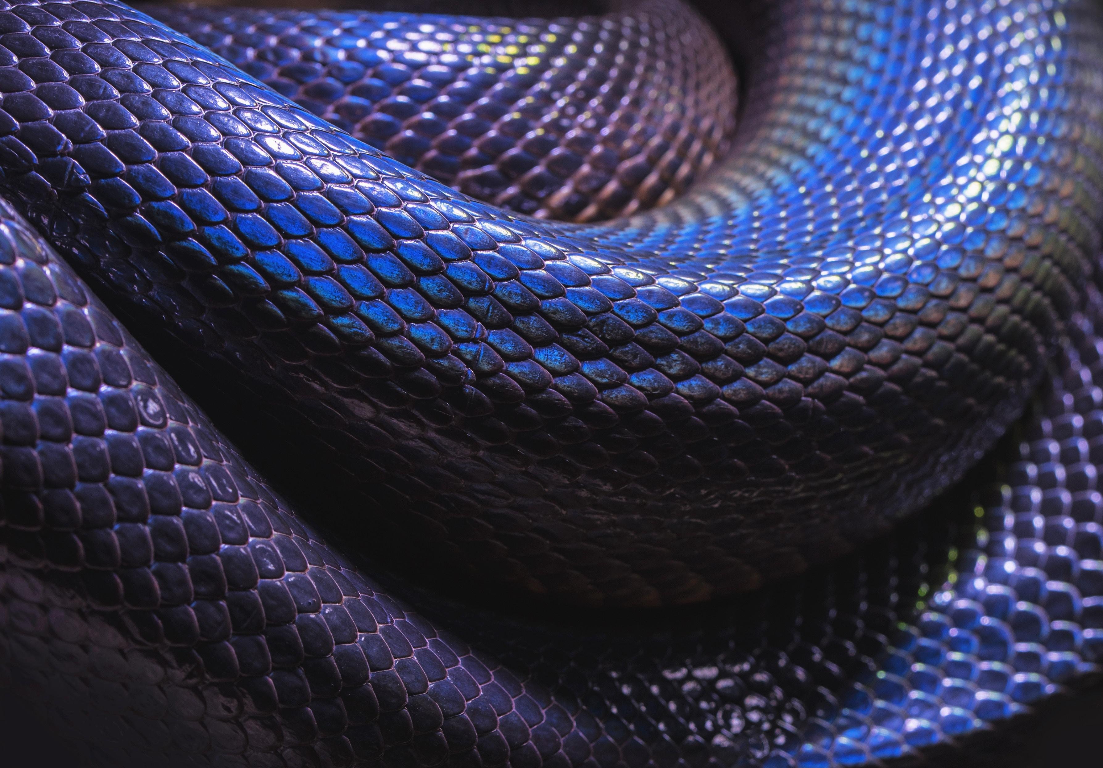 Тайпан глаза изумруды песня. Змеиная чешуя питон. Змея Тайпан голубая. Змея Тайпан синяя. Ядовитая змея Тайпан голубая.