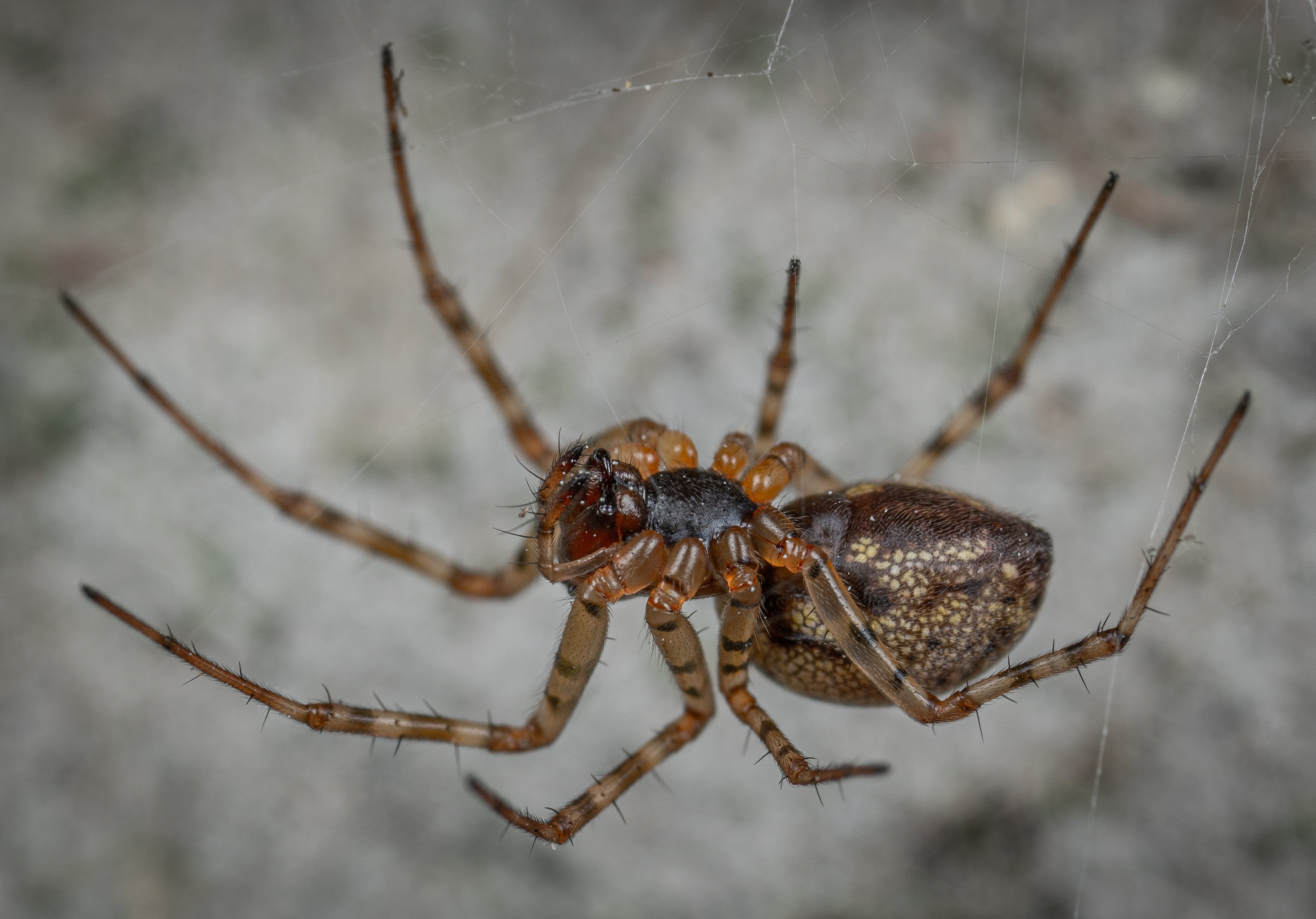 К чему снятся большие пауки во сне. Мраморный Ткач паук. Мохнатый коричневый паук. Большой коричневый паук. Пауки много.