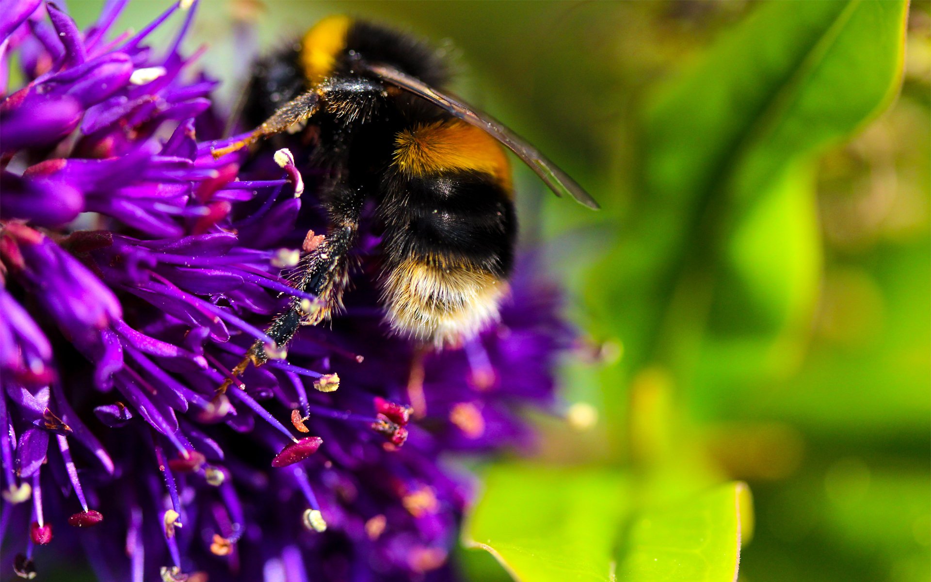 Нектаром разбор. Шмель. Фиолетовая пчела. Шмель на цветке. Нектар цветов.