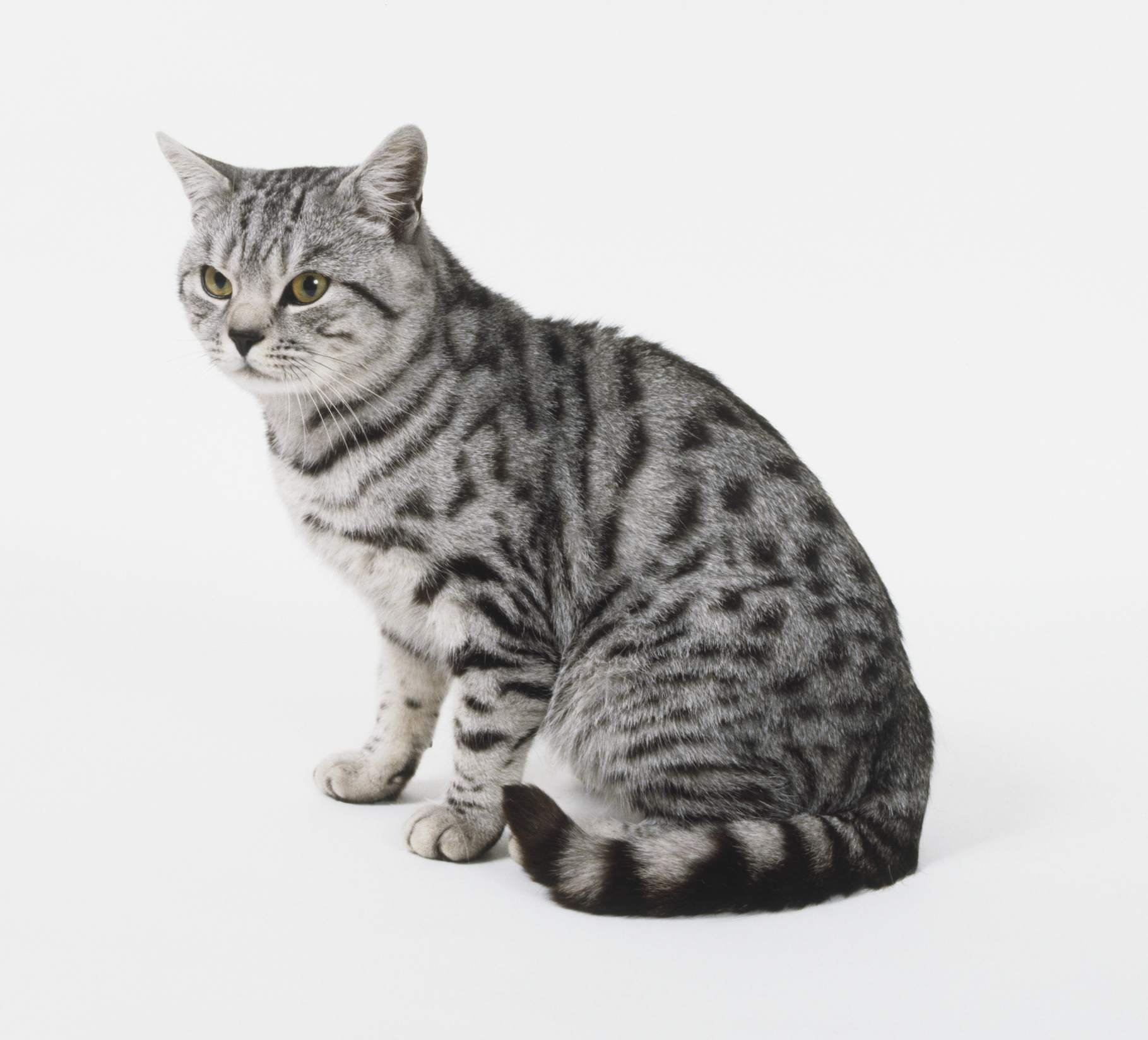 Серые коты с пятнами. Американская короткошерстная табби. Американская короткошерстная кошка табби. Британская короткошёрстная кошка табби. Американская короткошерстная кошка Курцхаар.