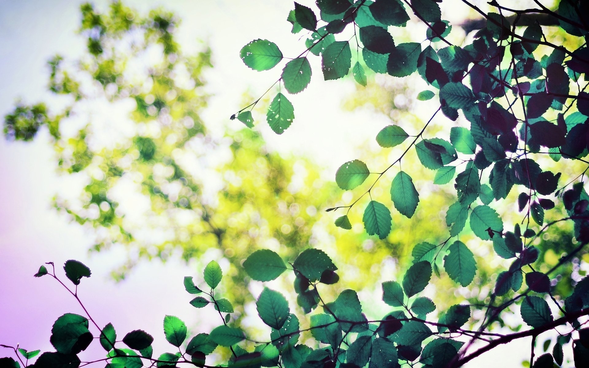 Качающаяся листва. Зеленый лист. Листва. Зеленые ветви деревьев. Красивые ветки деревьев.