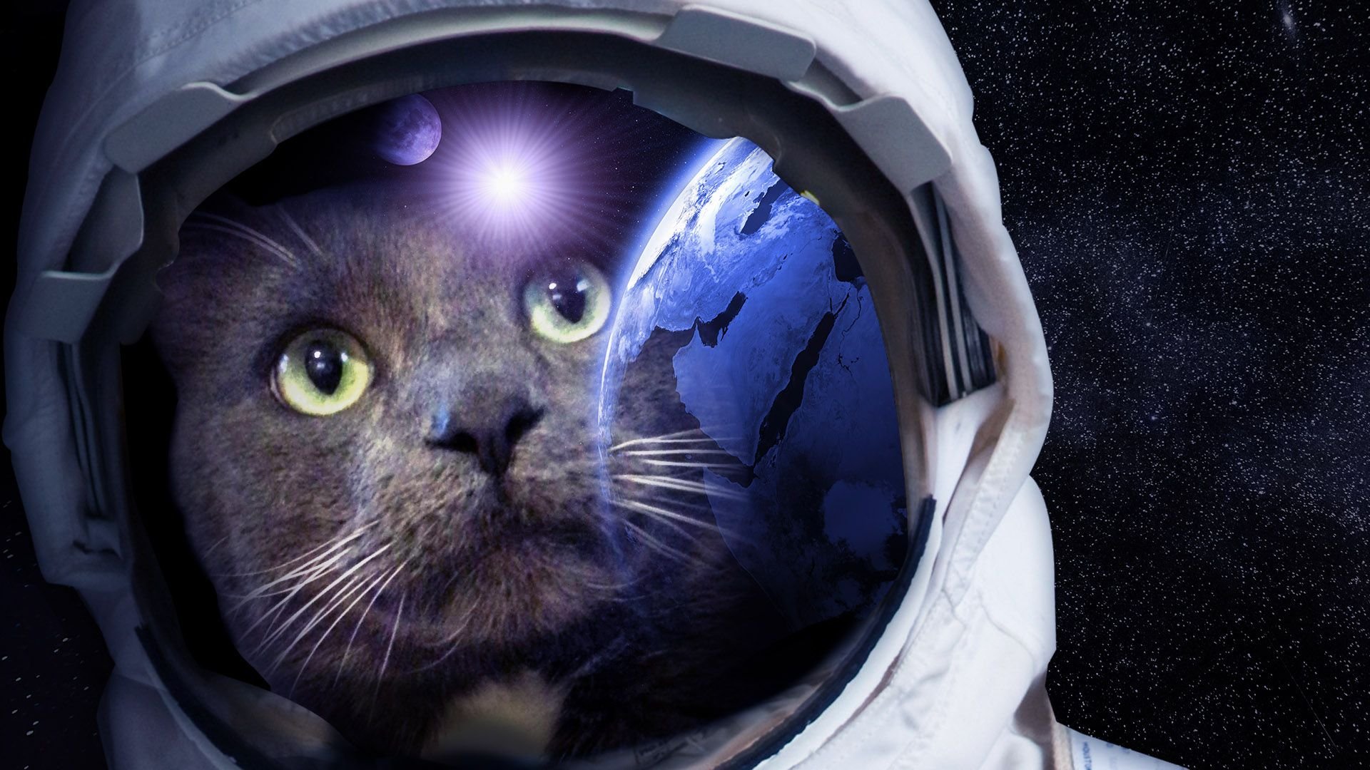 Кошка полетевшая в космос. Кот космонавт. Скафандр. Кот в скафандре. Космический кот.
