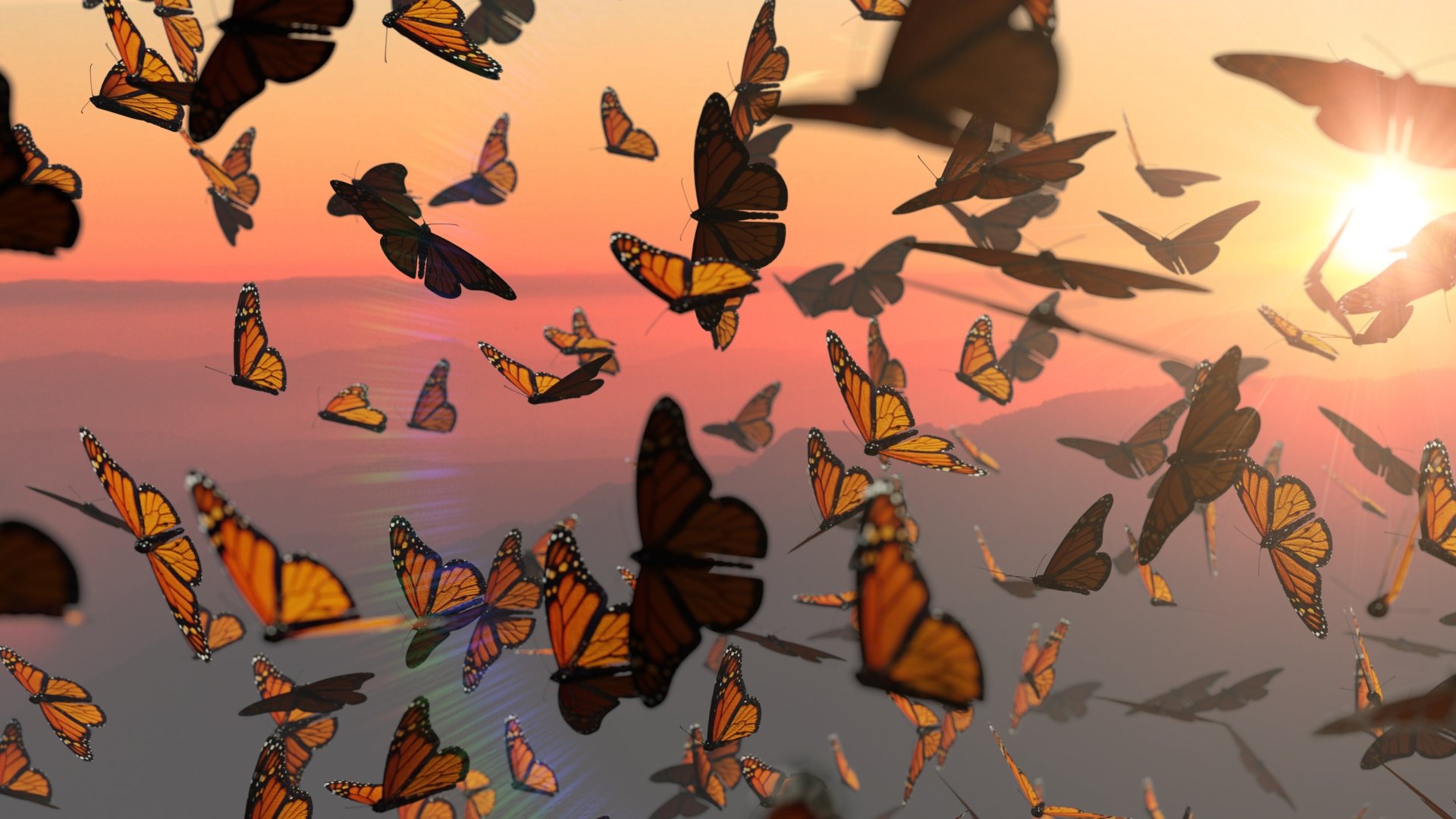 Бабочки летают вокруг. Миграция бабочек монархов. Бабочка Монарх Баттерфляй. Биосферный заповедник бабочки Монарх Мексика. Перелет бабочек монархов.