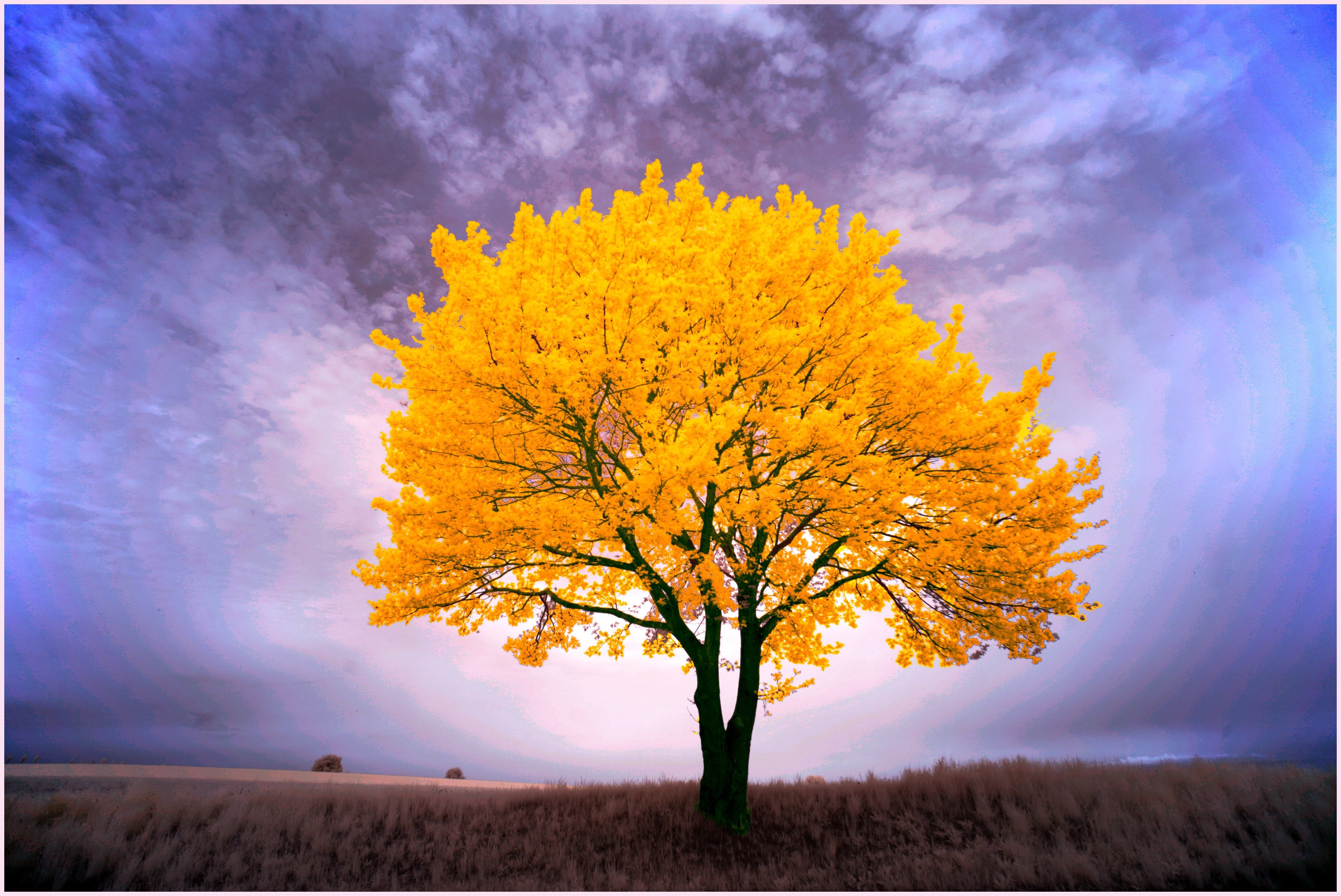 Картинки деревьев осенью. Золотой нанму дерево. Осеннее дерево. Деревья осенью. Сень деревьев.