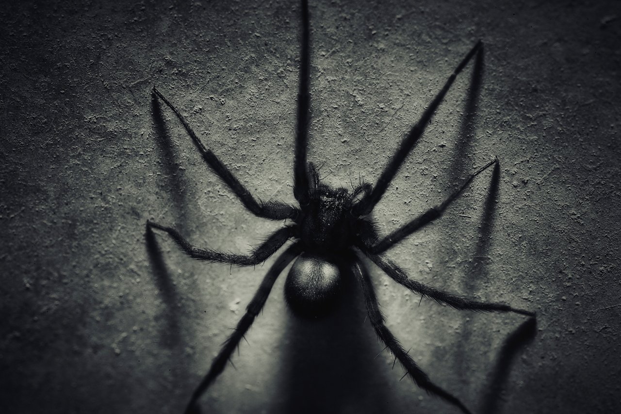 Паук на черном фоне. Черный паук. Пауки Эстетика. Пауки фото.