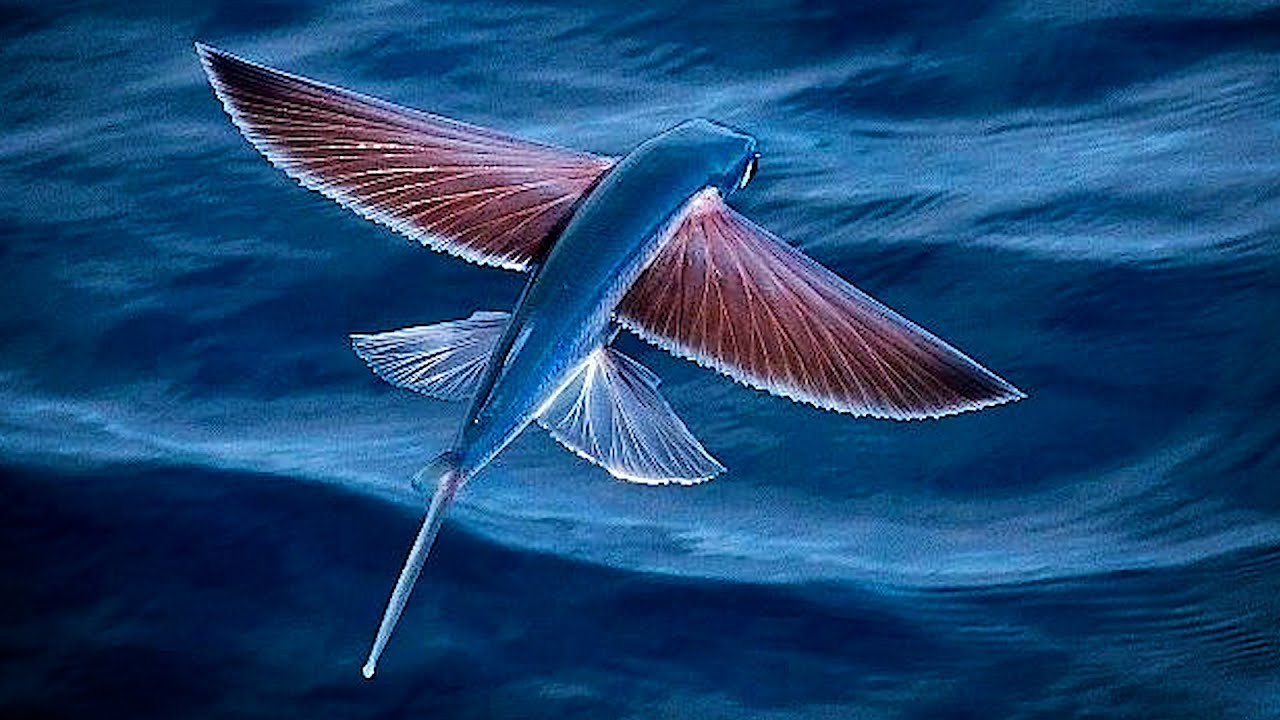 Крылья летучей рыбы. Летучая рыба – Exocoetidae. Четырёхкрылая летучая рыба. Рыба с крыльями. Летучая рыба фото.