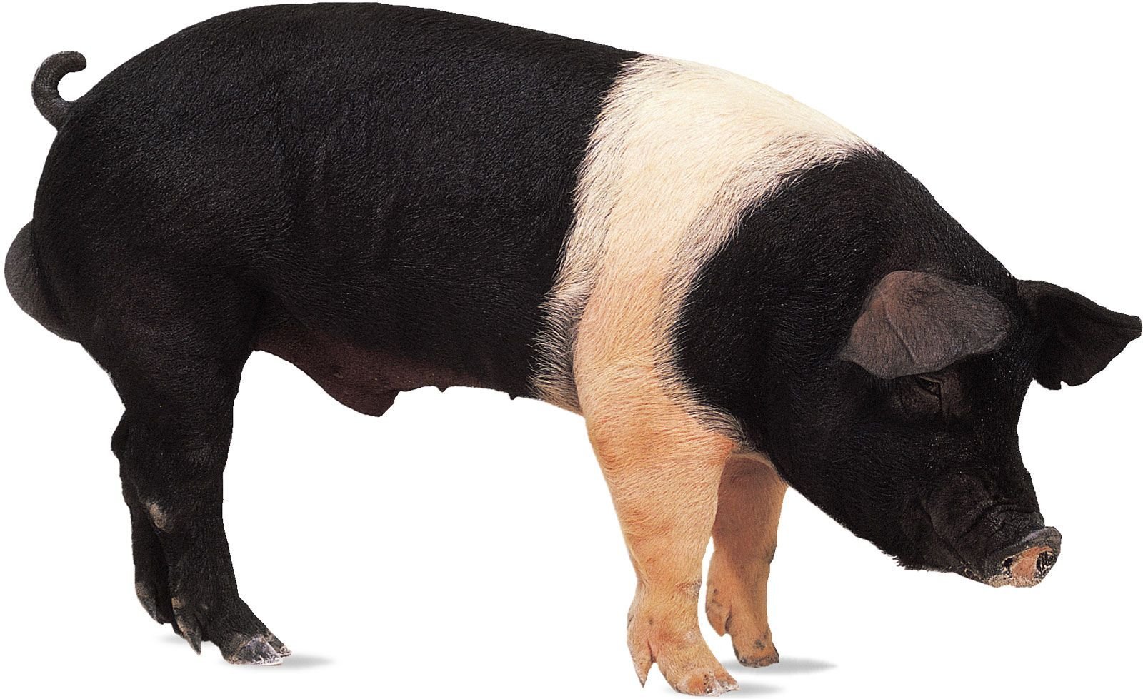 Кемеровская порода Свинка