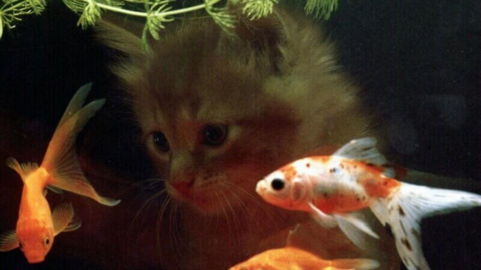 Видеть рыбок в аквариуме. Рыбки для аквариума. Милые рыбки. Кот с рыбой. Золотая рыбка.