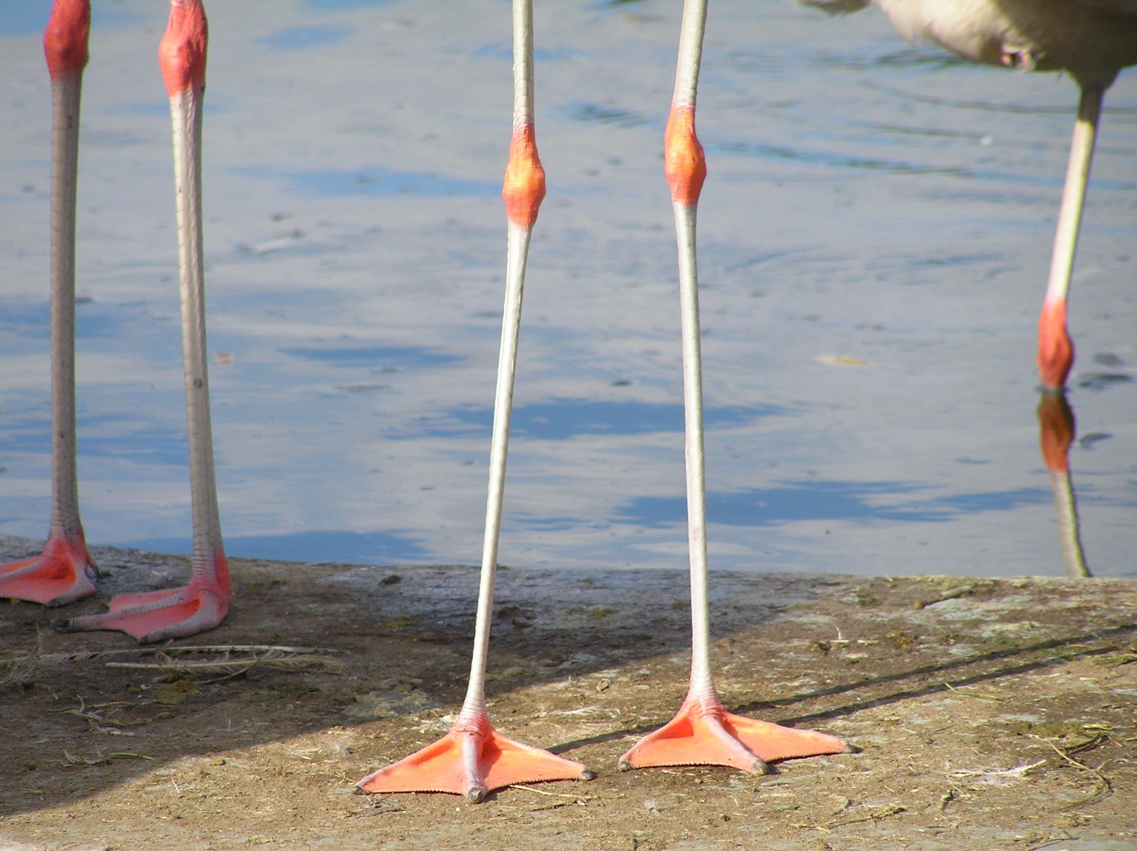 Birds legs. Лапы розового Фламинго. Лапы Фламинго строение. Перепонки у Фламинго. Строение Фламинго.