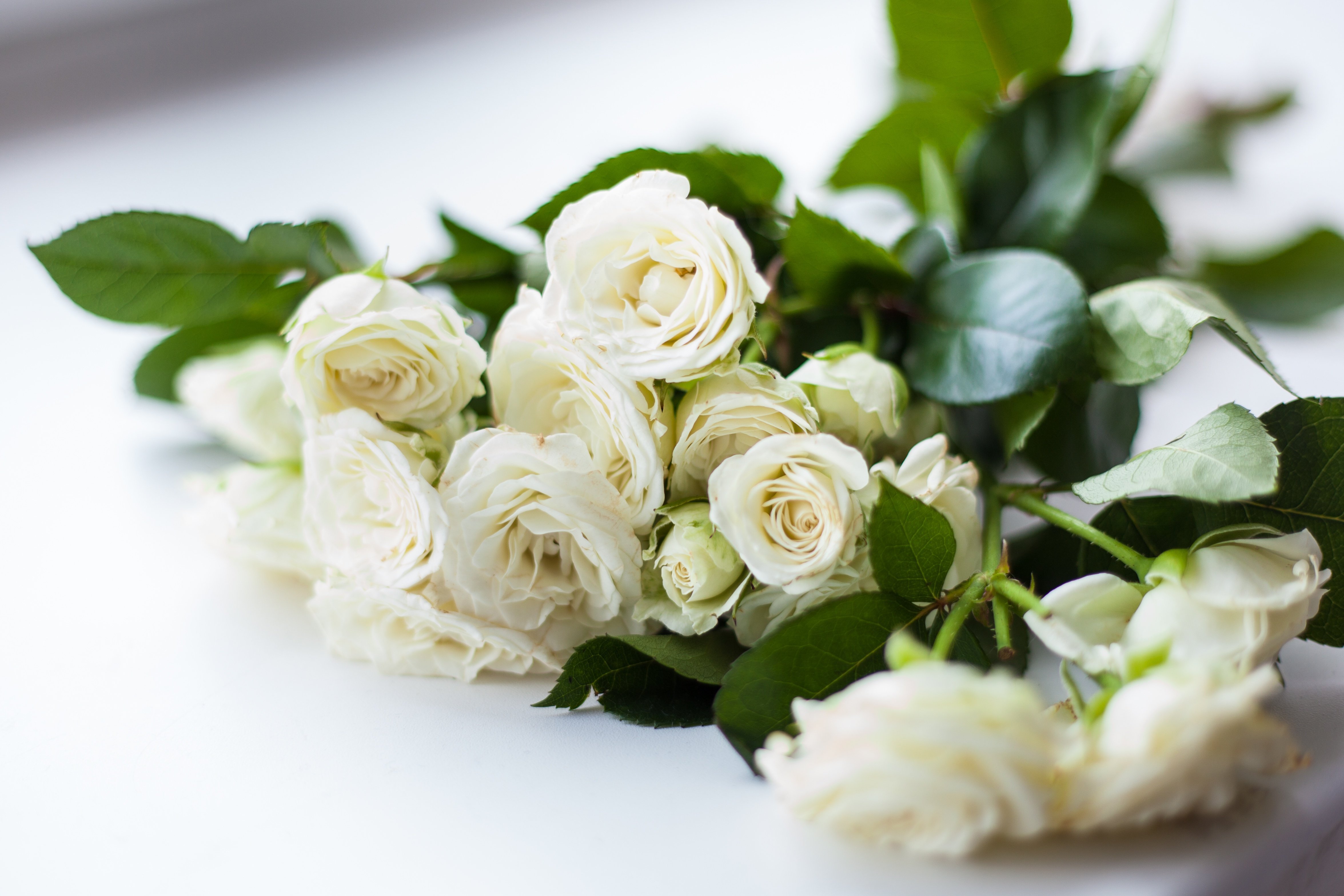 Воскресно белый. Вайт Роуз букет. Белые кустовые розы. Красивый букет белых роз.