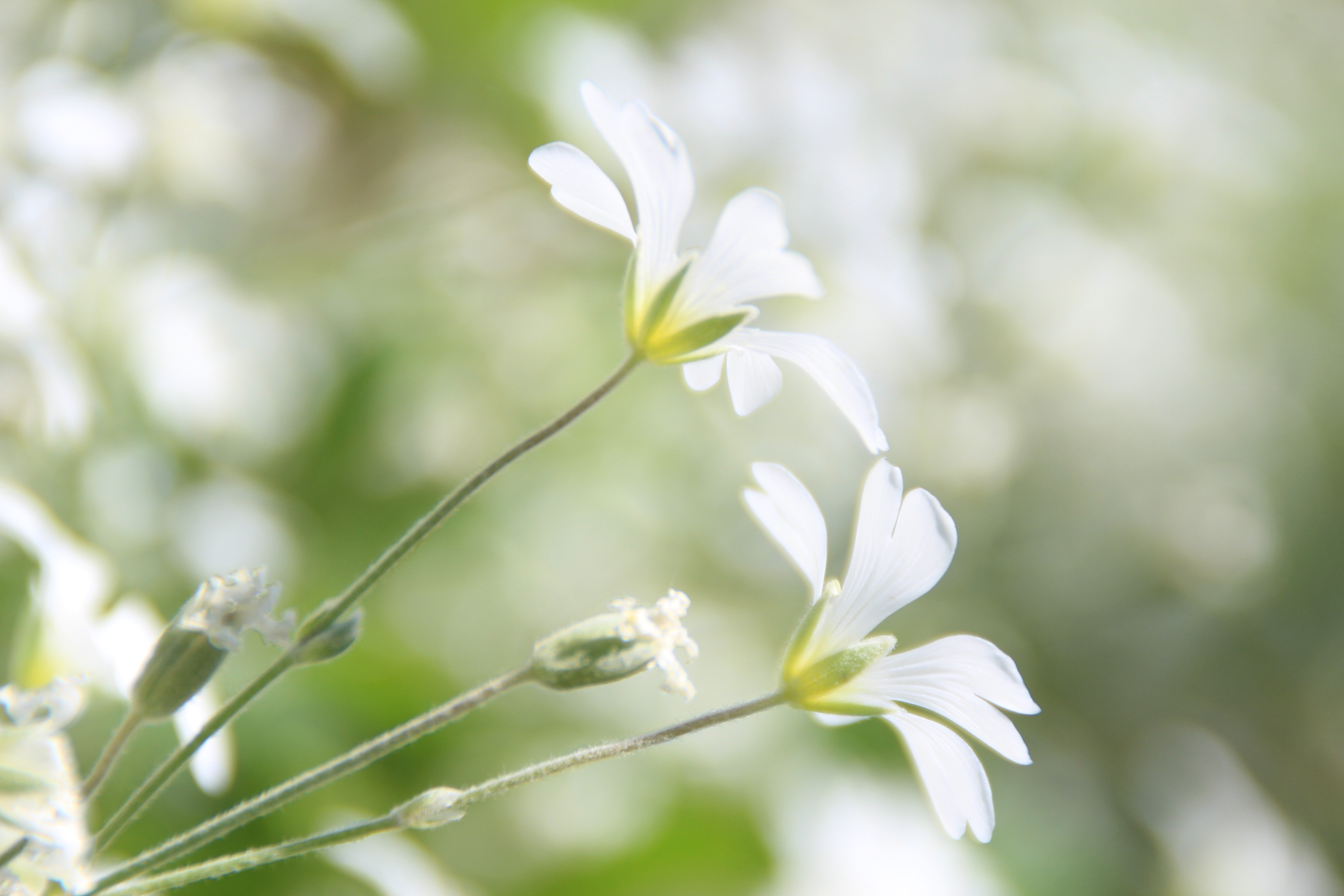 White plant. Белые цветы. Нежные весенние цветы. Весенние полевые цветы. Нежные белые цветы.