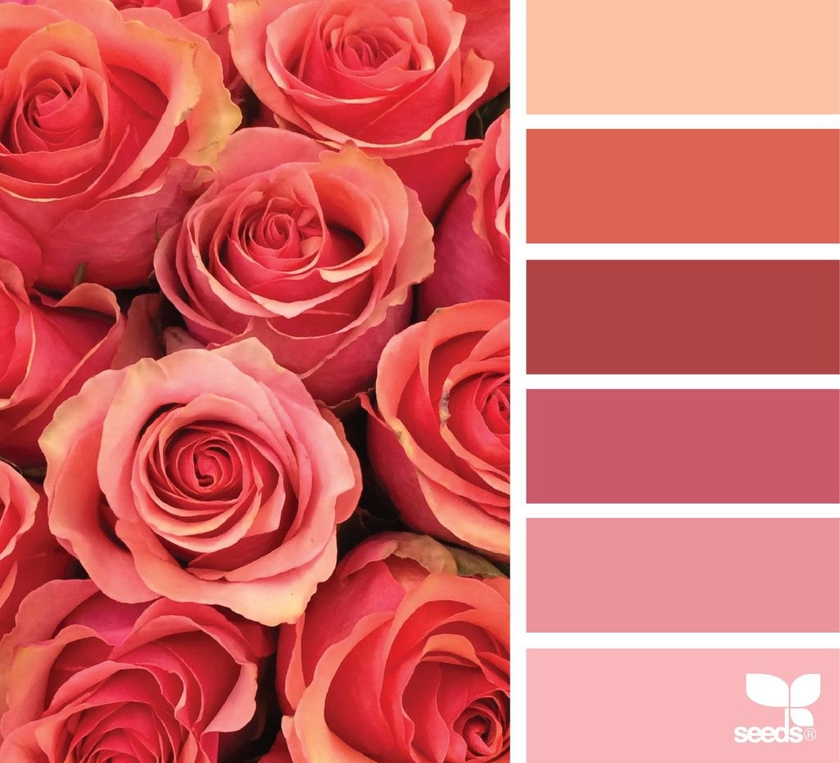 Розовый цвет оттенок какого цвета. Цветовая палитра розы. Красоо розовая палитра. Сочетание цветов с розовым.