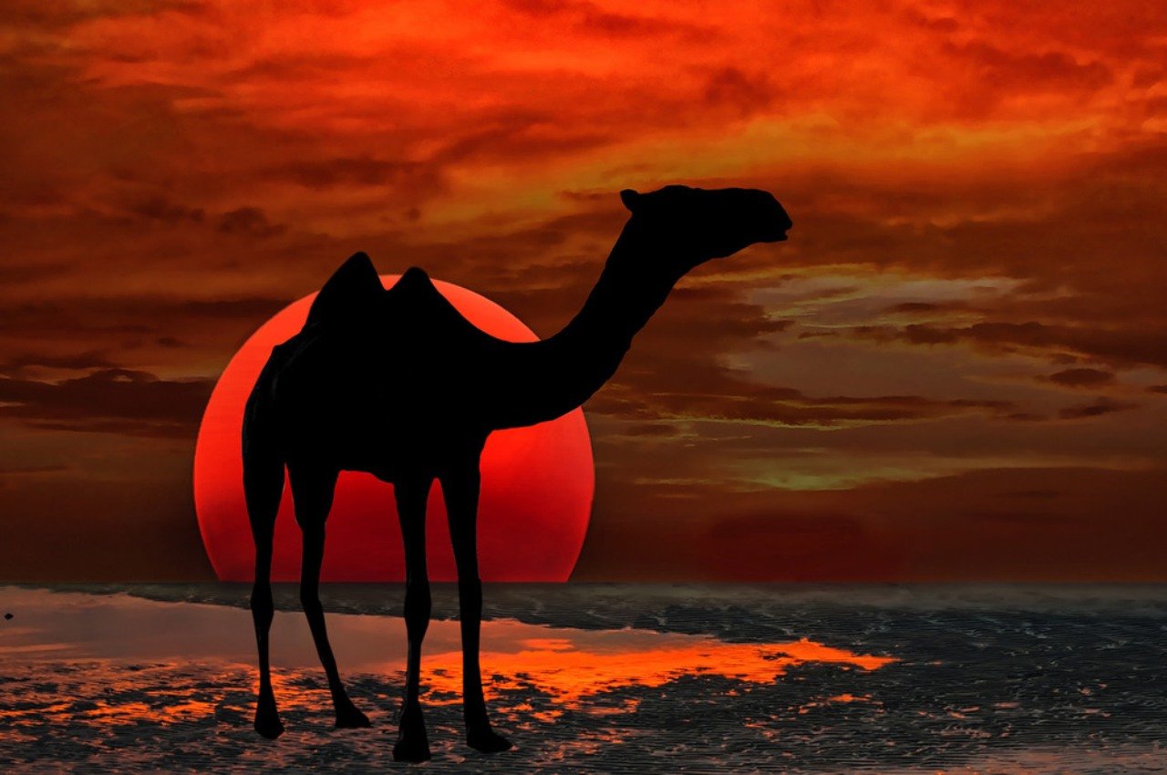 Красный караван. Верблюд на закате. Караван на закате. Верблюды в пустыне на закате. Красный верблюд на закате.