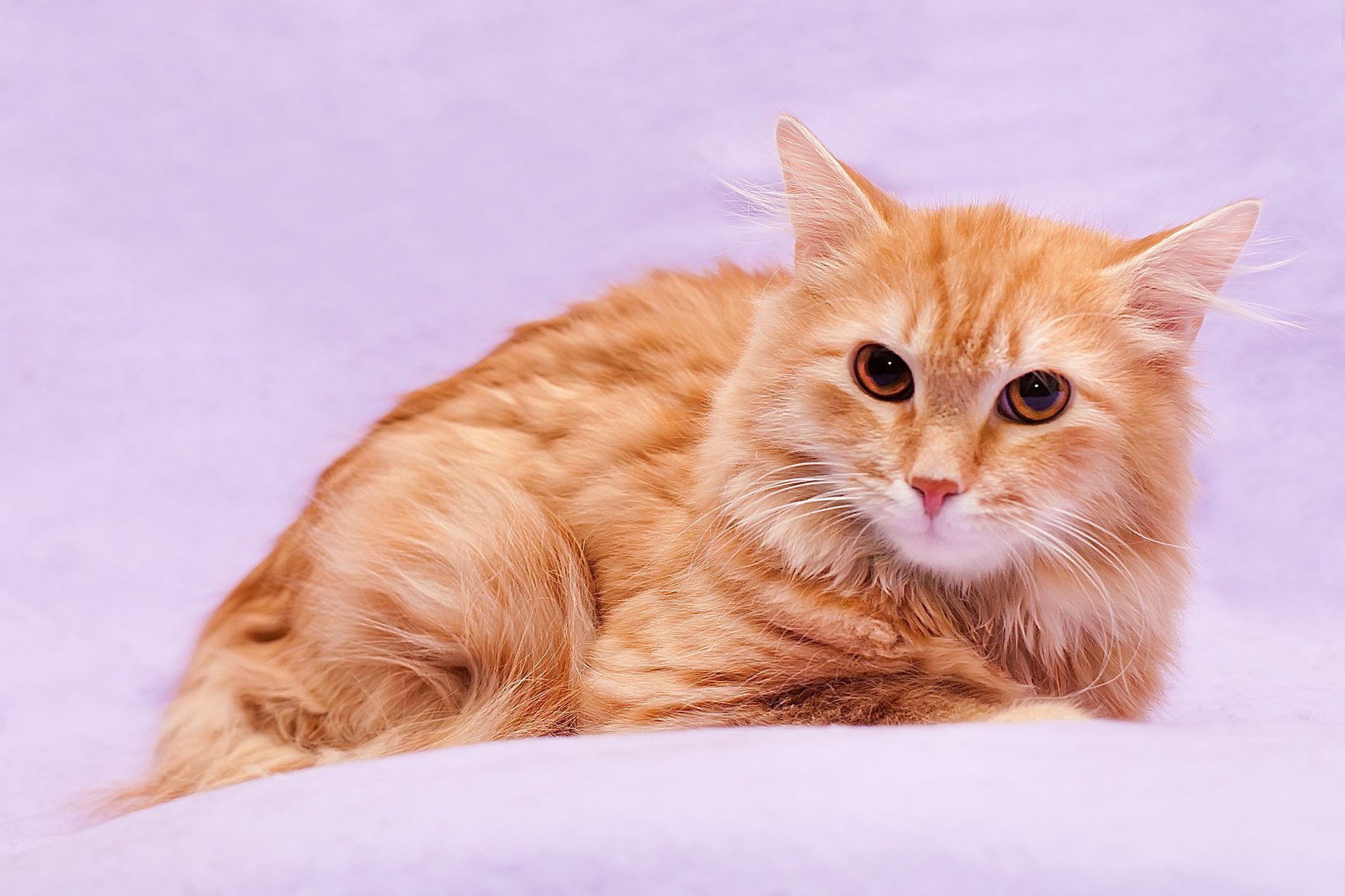 Рыжие породистые коты. Ангорская Сибирская кошка рыжая. Сибирская кошка рыжая короткошерстная. Сибирская кошка рыжая длинношерстная. Сибирский кот короткошерстный рыжий.