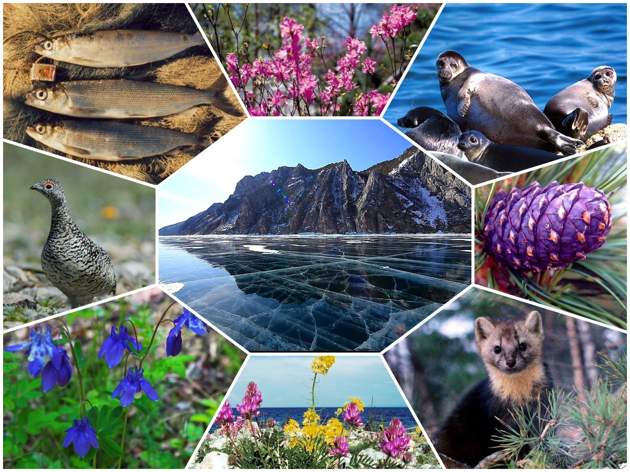 Круглые животные и растения. Растительный мир Байкала. Растительный и животный мир.