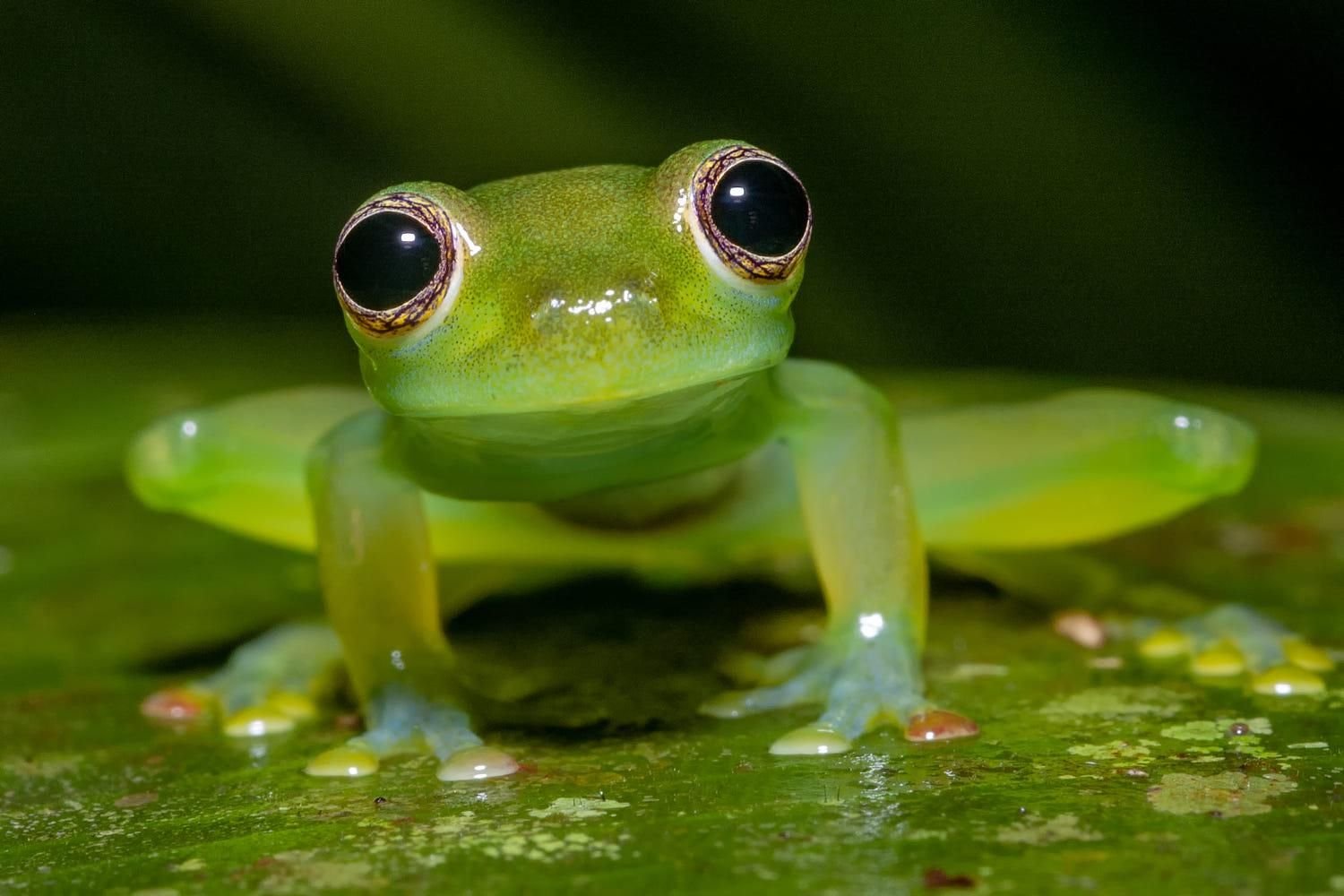 Покажи видео лягушек. Стеклянная лягушка (Glass Frog). Стеклянная лягушка Флайшмана. Макайская лягушка. Венесуэльская стеклянная лягушка.
