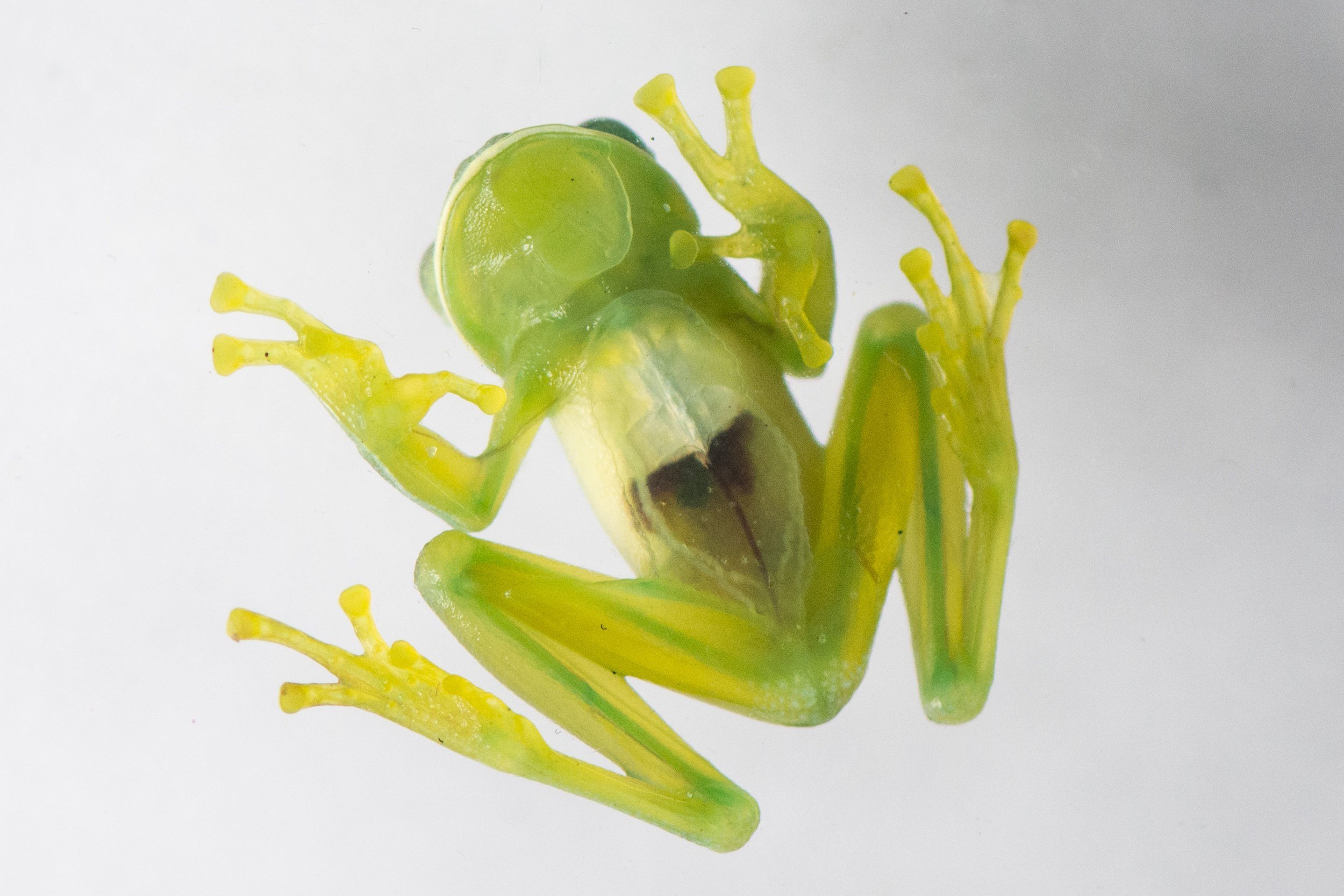 Ласт лягушки. Стеклянная лягушка. Летающая лягушка Уоллеса. Стеклянная лягушка органы. Прозрачные стеклянные лягушки.