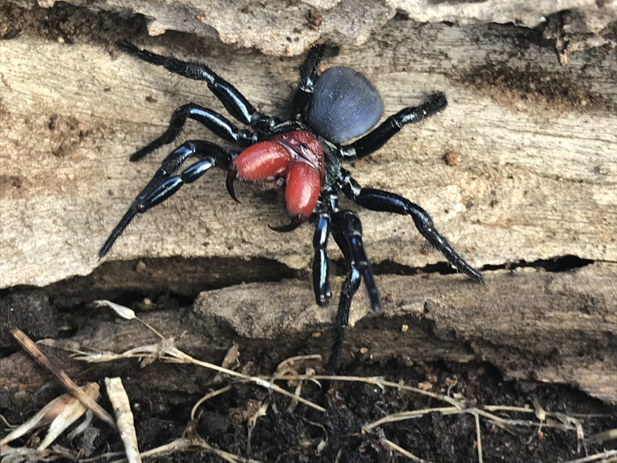 Мышиный паук Missulena. Паук Хантсмен Австралии. Австралийский воронковый паук. Missulena occatoria.