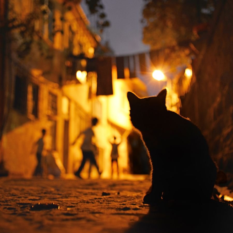 Nightcat 1. Кошка ночью. Черный кот ночью на улице. Чёрная кошка в ночном городе. Черная кошка ночью.