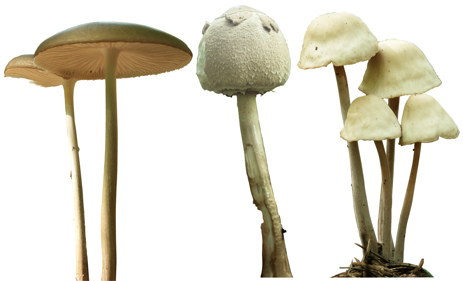 Бледная поганка на белом фоне гриб. Psilocybe Panaeolus. Бледная поганка гриб арт. Белая поганка псилоцибе. Опята бледная поганка