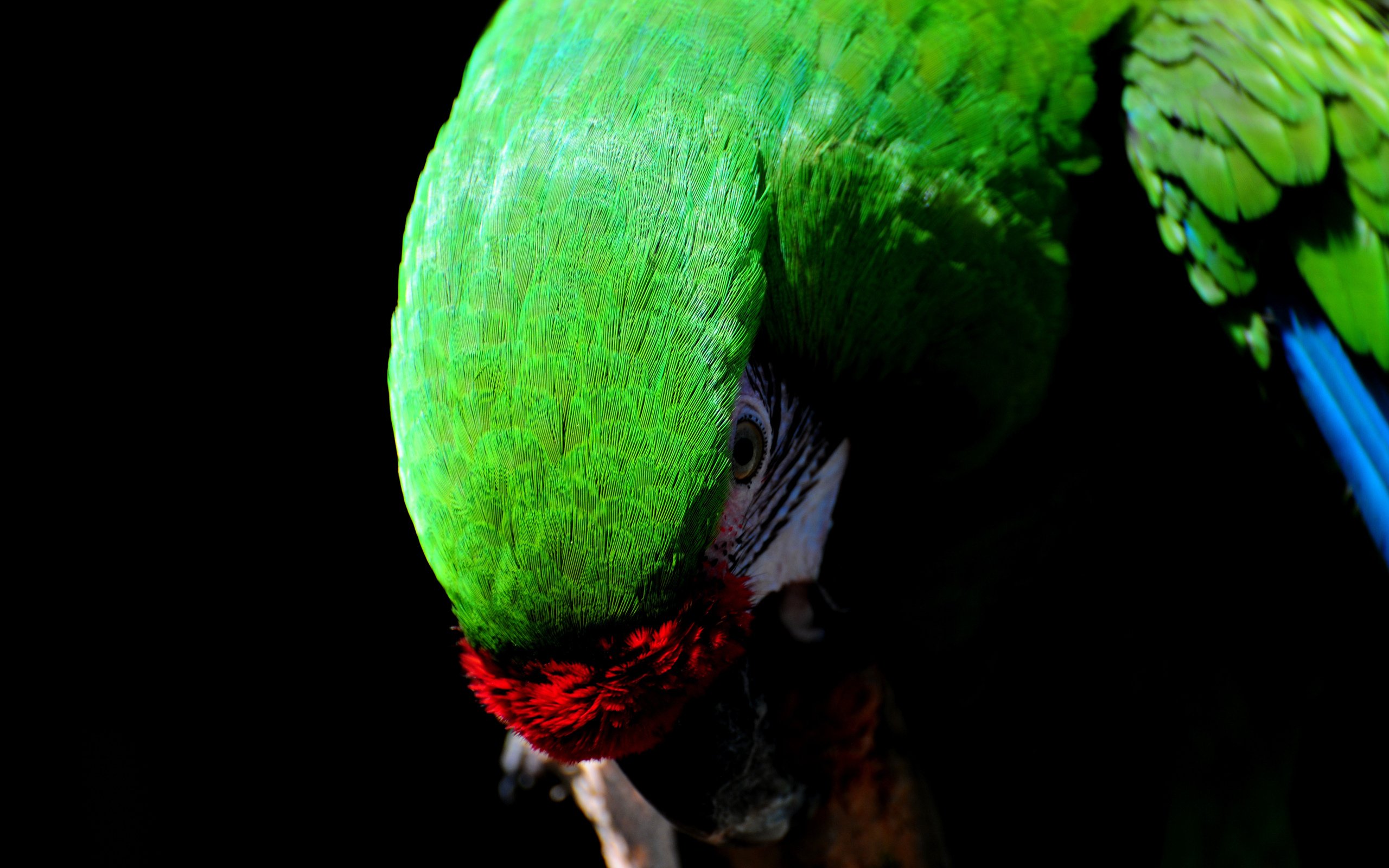 Зеленая затылка. Зеленый попугай. Тропический попугай. Злой попугай. Попугай на рабочий стол.