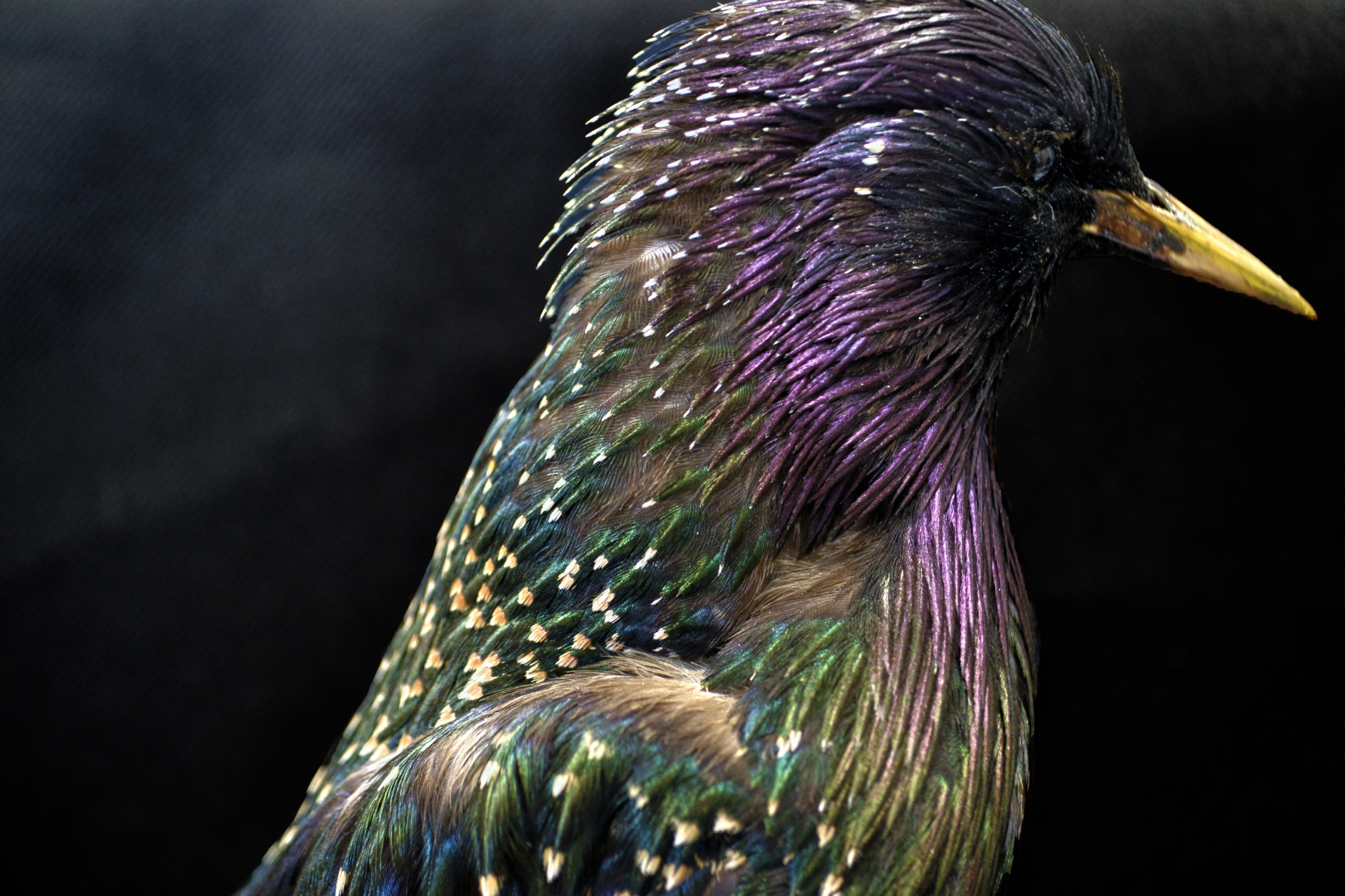 Разно пестрая. European Starling птица. Европейский скворец. Перья птиц. Яркие птицы.