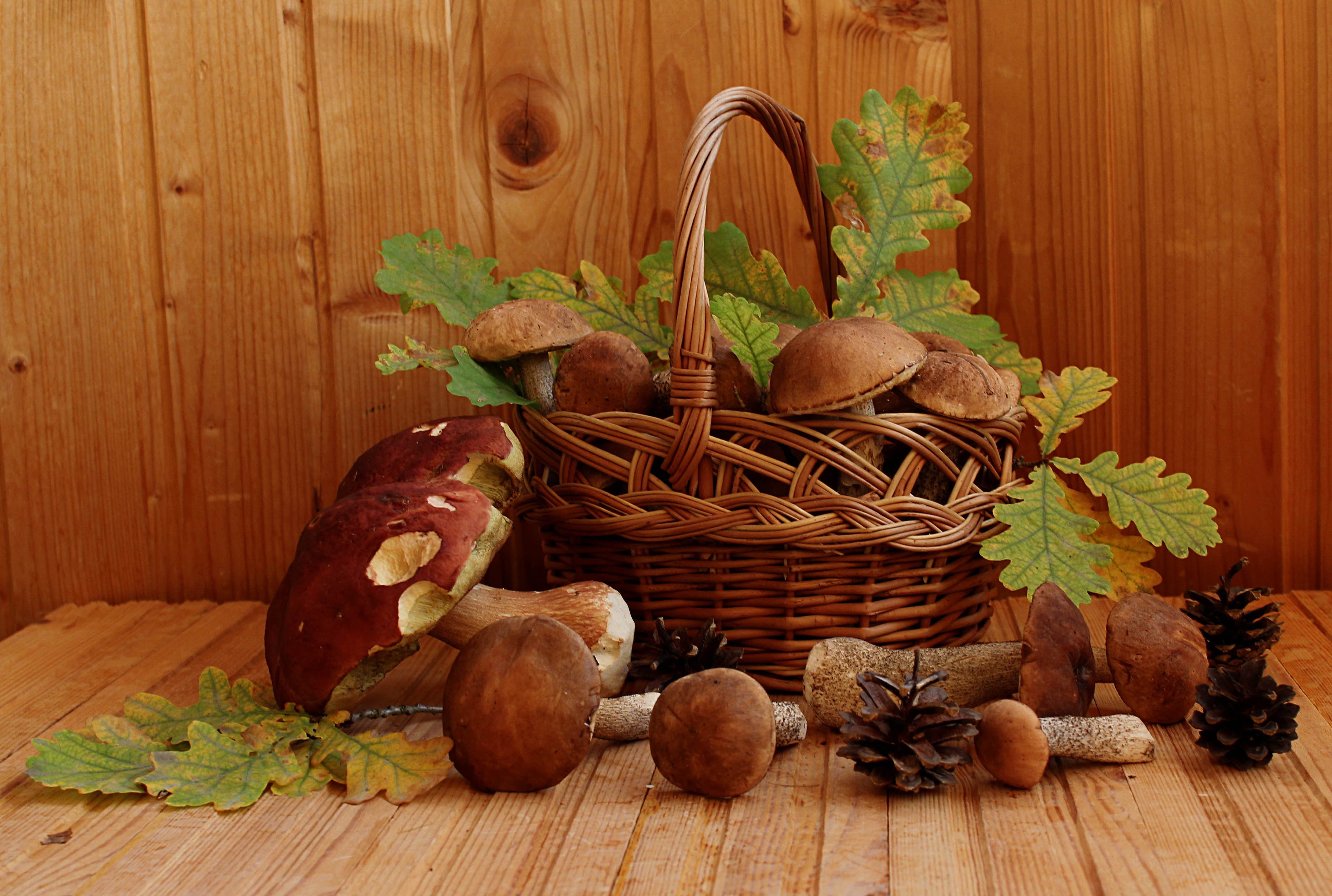 Свежие грибы и ягоды. Осень грибы. Корзина с грибами. Осенние дары леса. Натюрморт урожай.