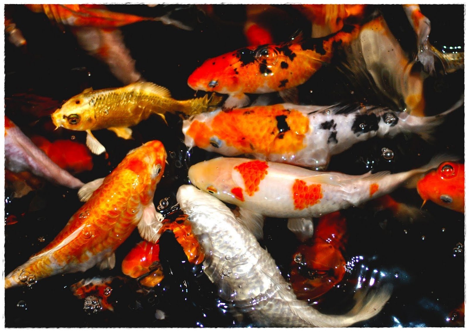 Рыбы живущие вместе. Карп кои золотой вуалевый. Карпы кои. Карп-кои (Cyprinus Carpio) аквариум.
