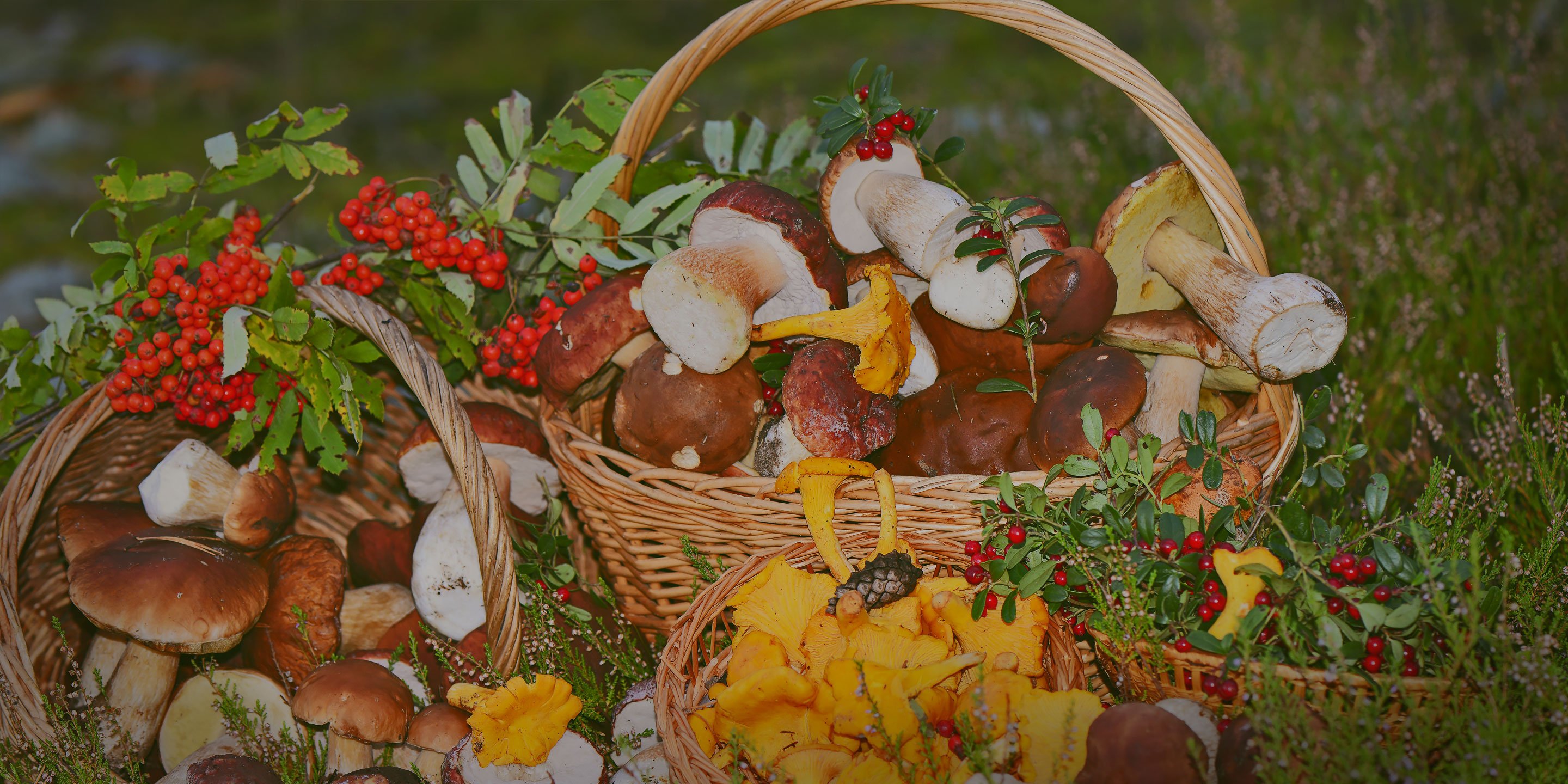 Свежие грибы и ягоды. Корзина с грибами. Корзинка с грибами и ягодами. Осенние дары леса. Корзинка с лесными дарами.