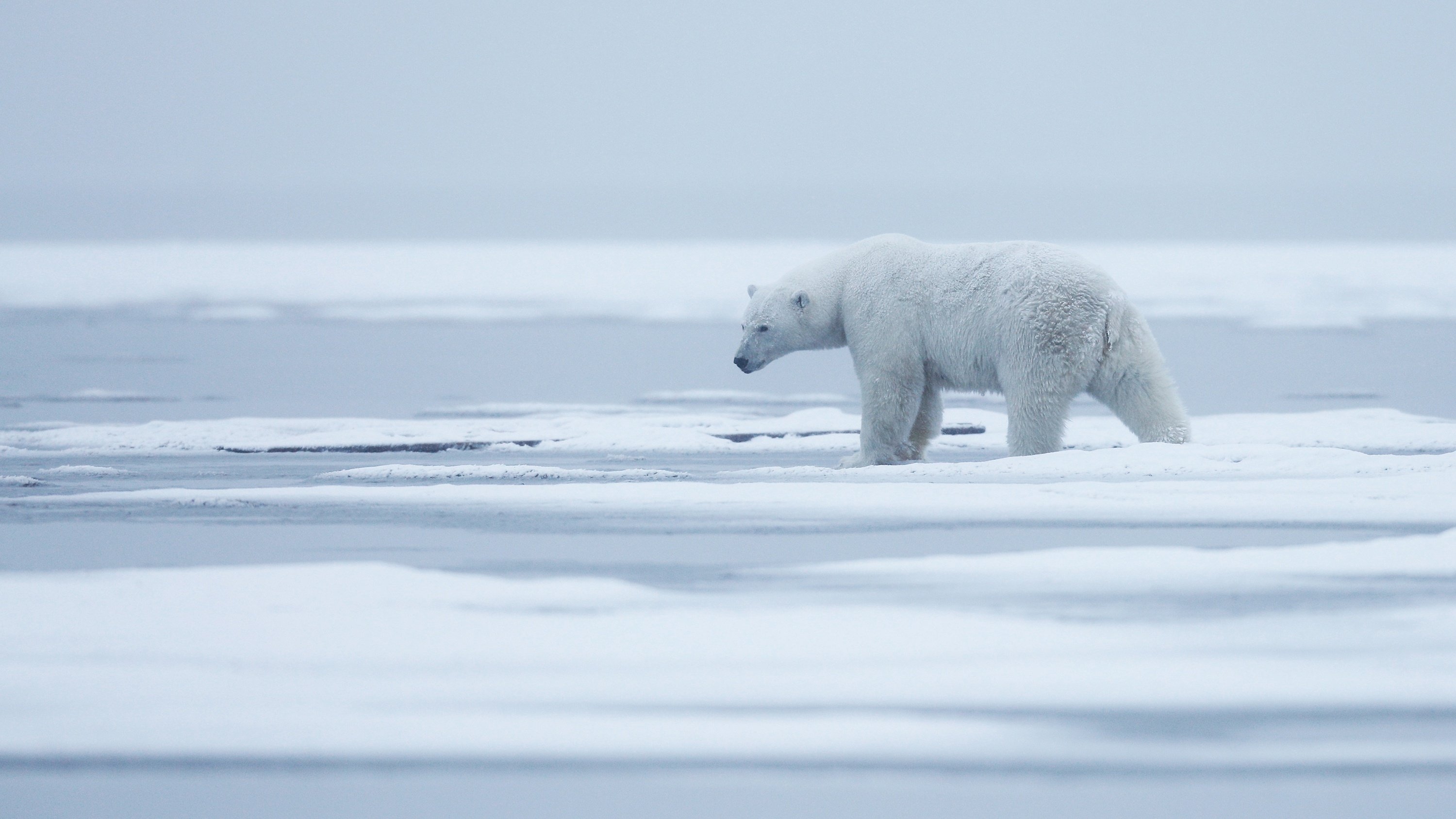 На следующей странице представлены фотографии белого медведя. Белый медведь арктических пустынь. Суперхищники Полярный медведь. Белые медведи в арктических пустынях. Белый медведь в арктической пустыне.