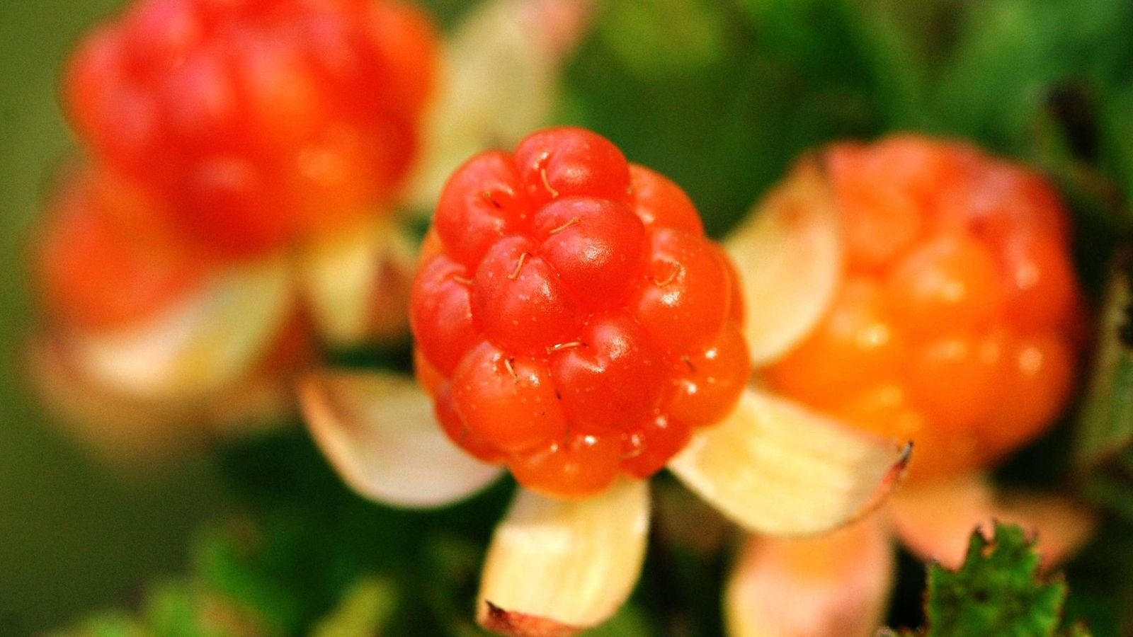 Cloudberry. Морошка ягода. Морошка приземистая (Rubus chamaemorus l.). Морошка Северная Тундровая ягода. Морошка в Карелии.