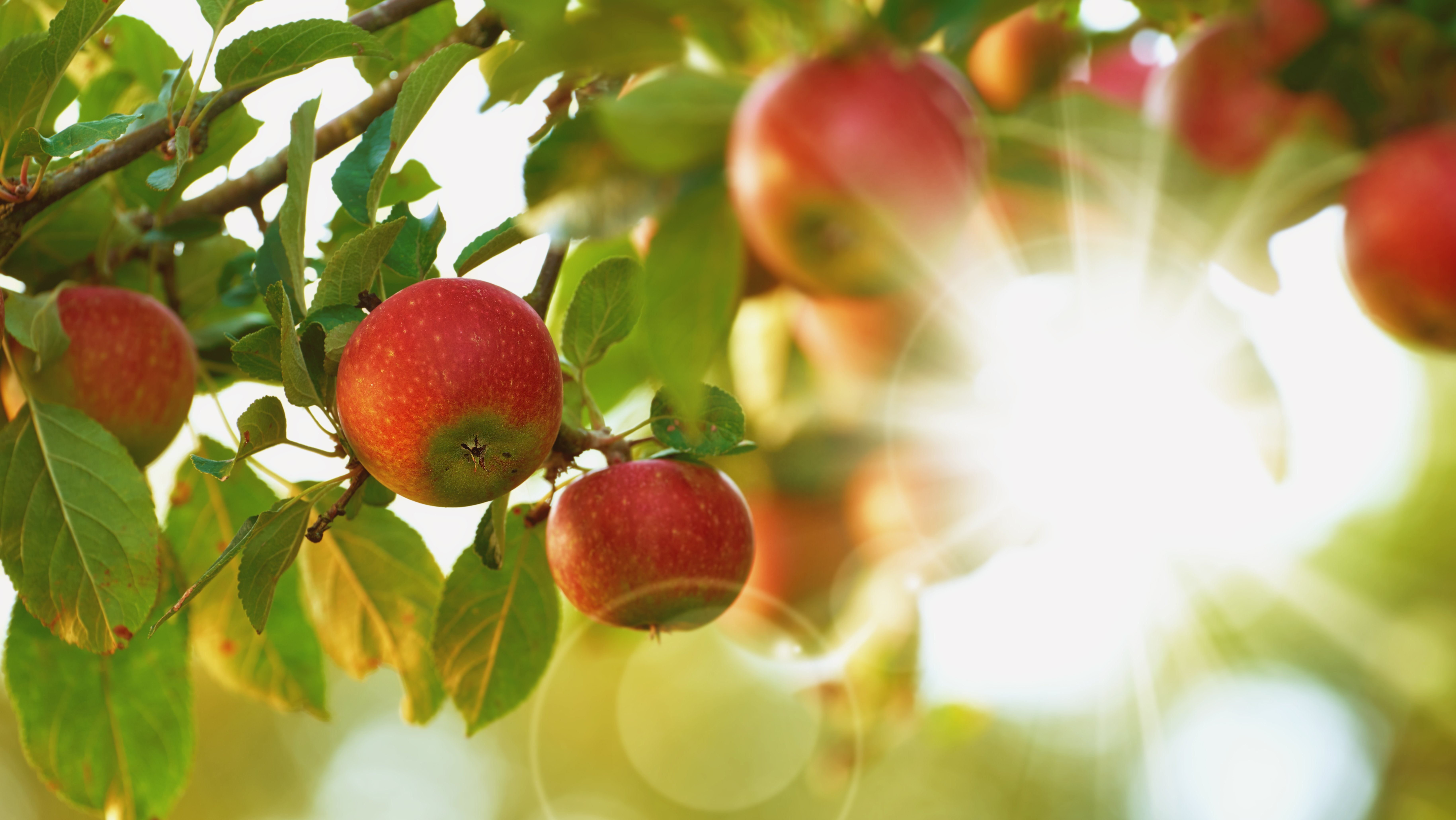 Включи яблонь. Яблоня яблочный спас. Голден Рейнджерс яблоня. Яблоки на ветке. Плодовые деревья.