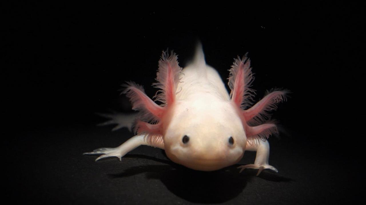 Axolotl black dota фото 101
