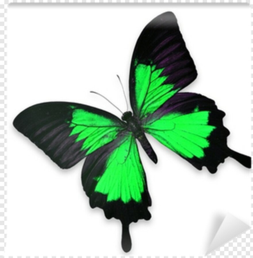 Черно зеленая бабочка. Бабочка парусник Палинур. Зеленая бабочка. Бабочка зеленая с черным.