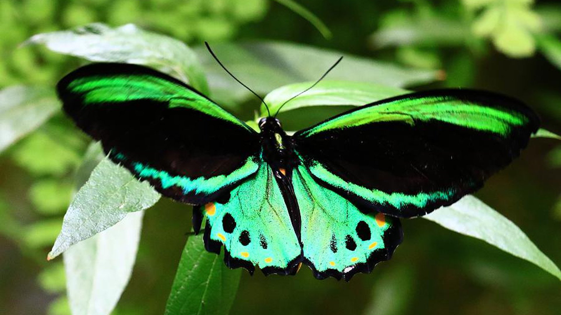 Черно зеленая бабочка. Зеленая бабочка. Бабочки зеленого цвета. Грин бабочка.