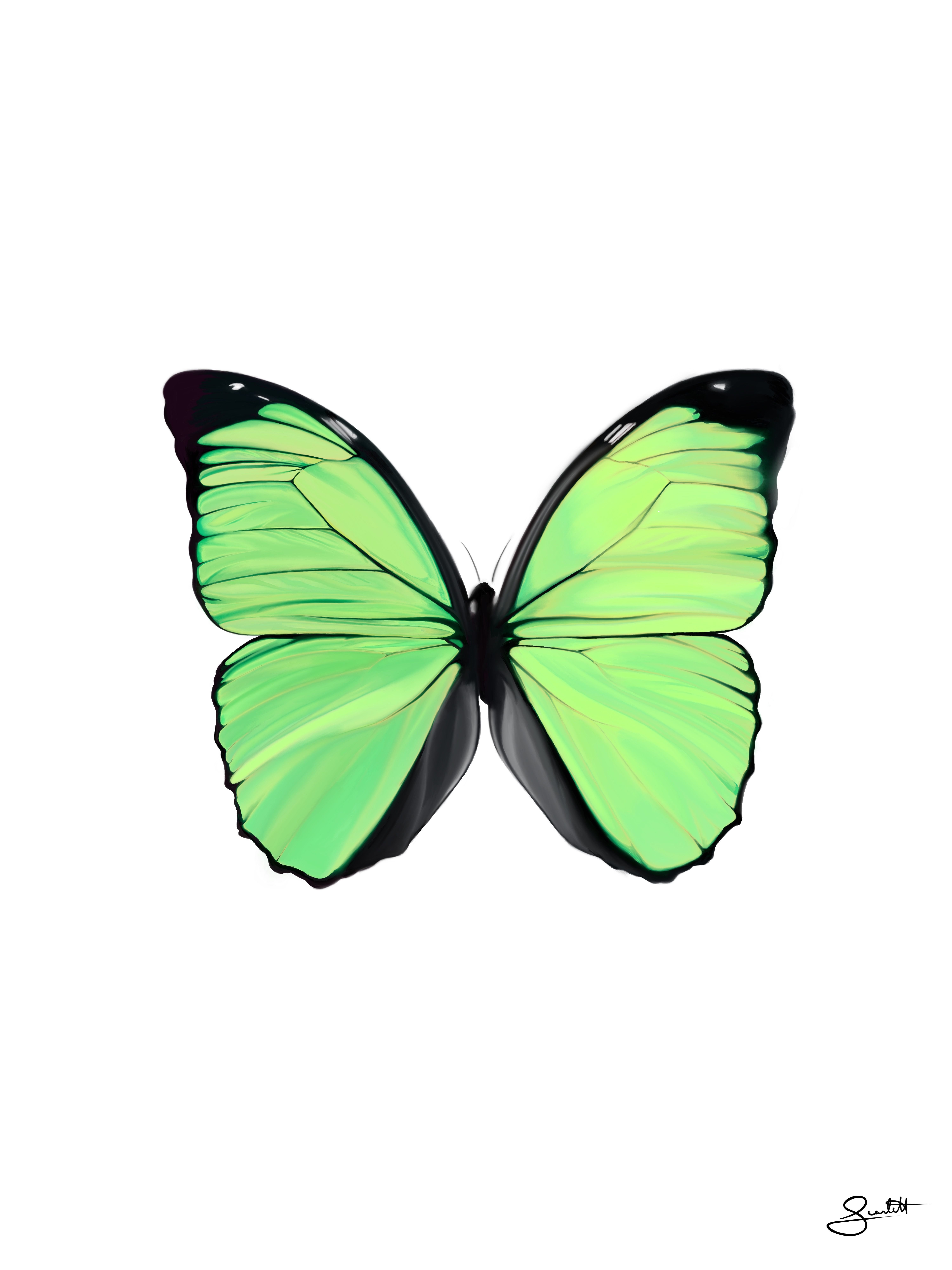 Черно зеленая бабочка. Зеленая бабочка арт. Салатовая бабочка. Оранжево зеленая бабочка.