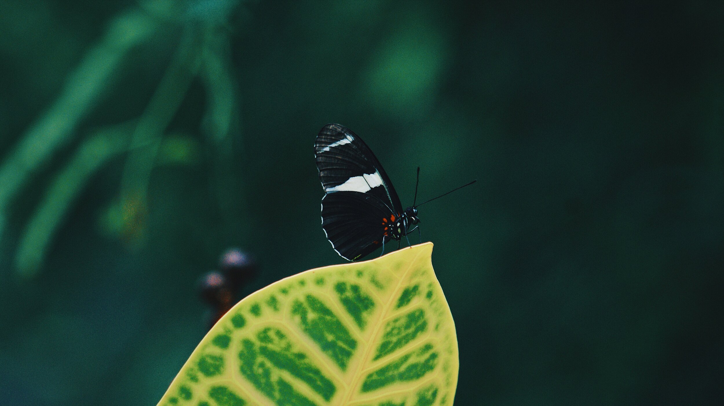 Черно зеленая бабочка. Красивые картинки природа деревья бабочки на аватарку.