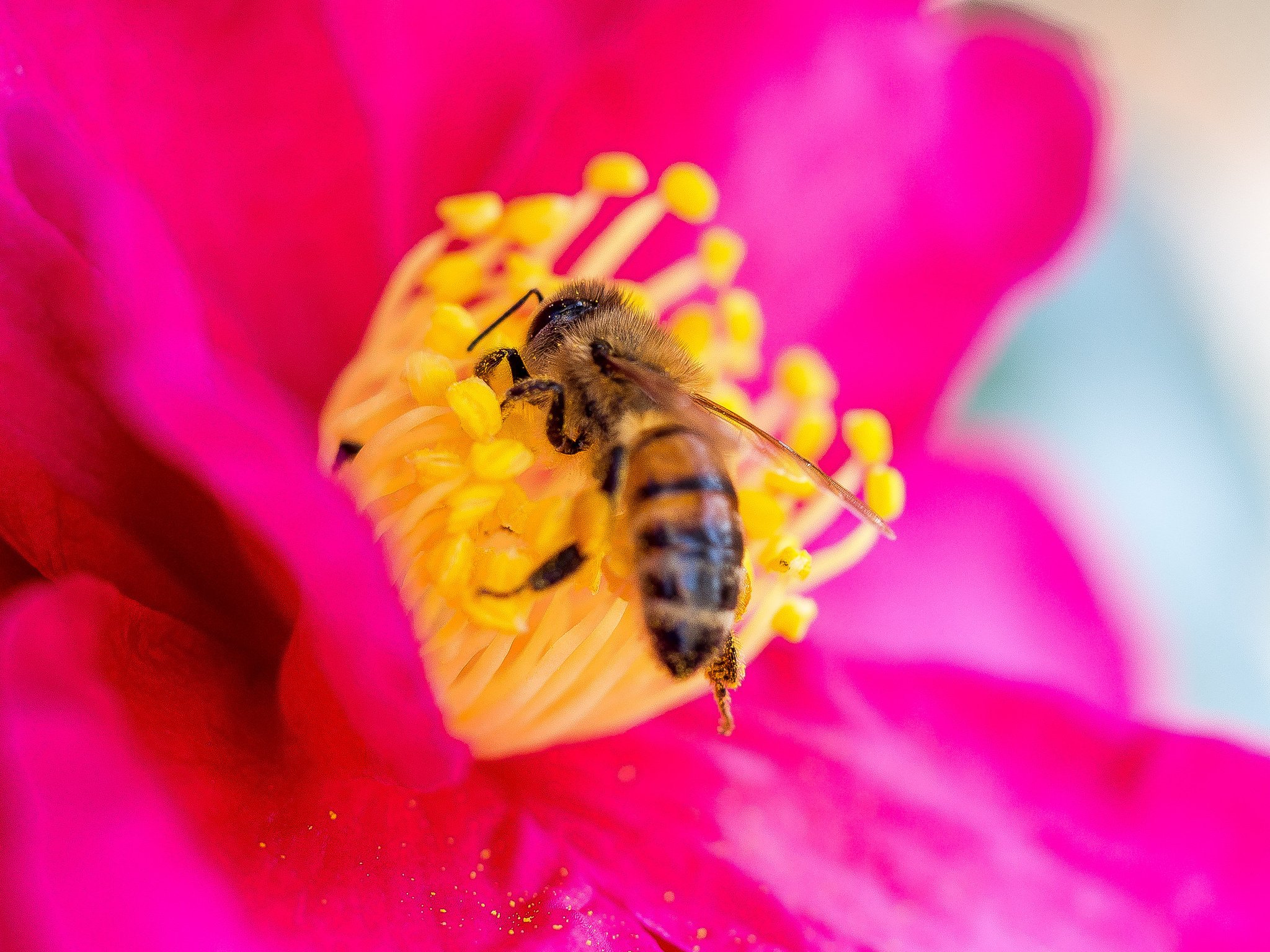 Покажи пыльцу. Пчелки на цветах. Пчела на цветке. Пчела на цветочке. Пыльца на цветке.