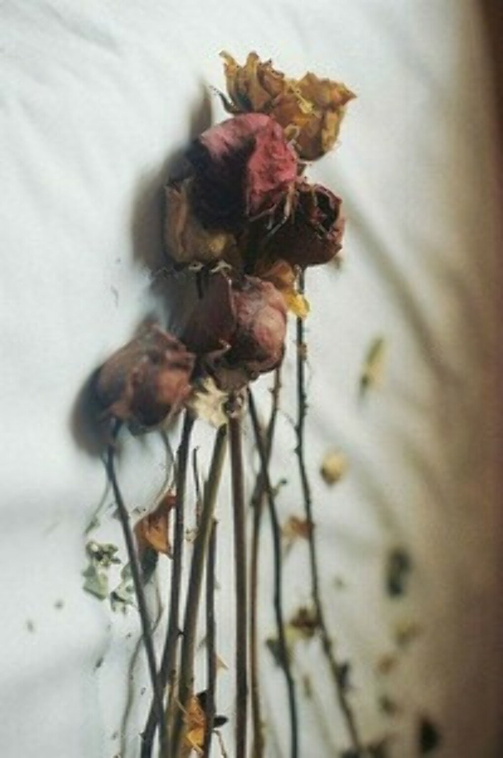 Что делать если тюльпаны завяли. Завявший Лютик. Увядший цветок. Сушеные цветы. Засушенные цветы.
