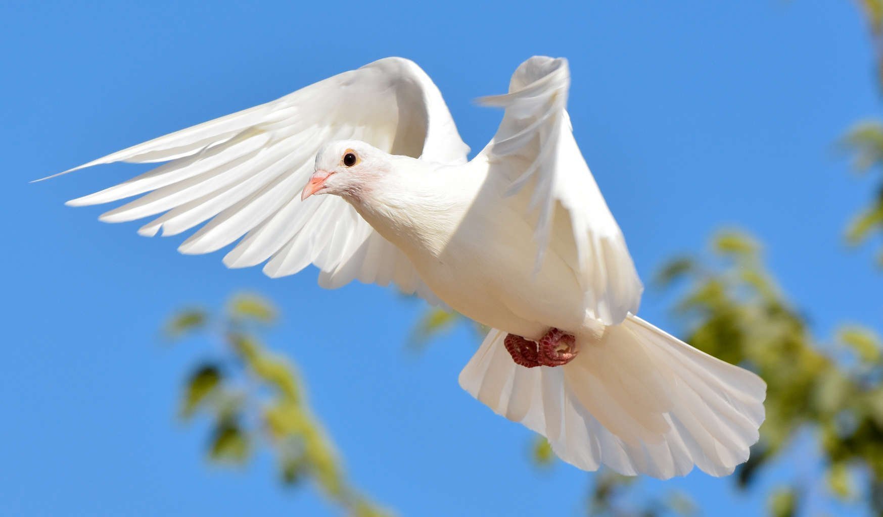 Белая птица новое чудо сюжет