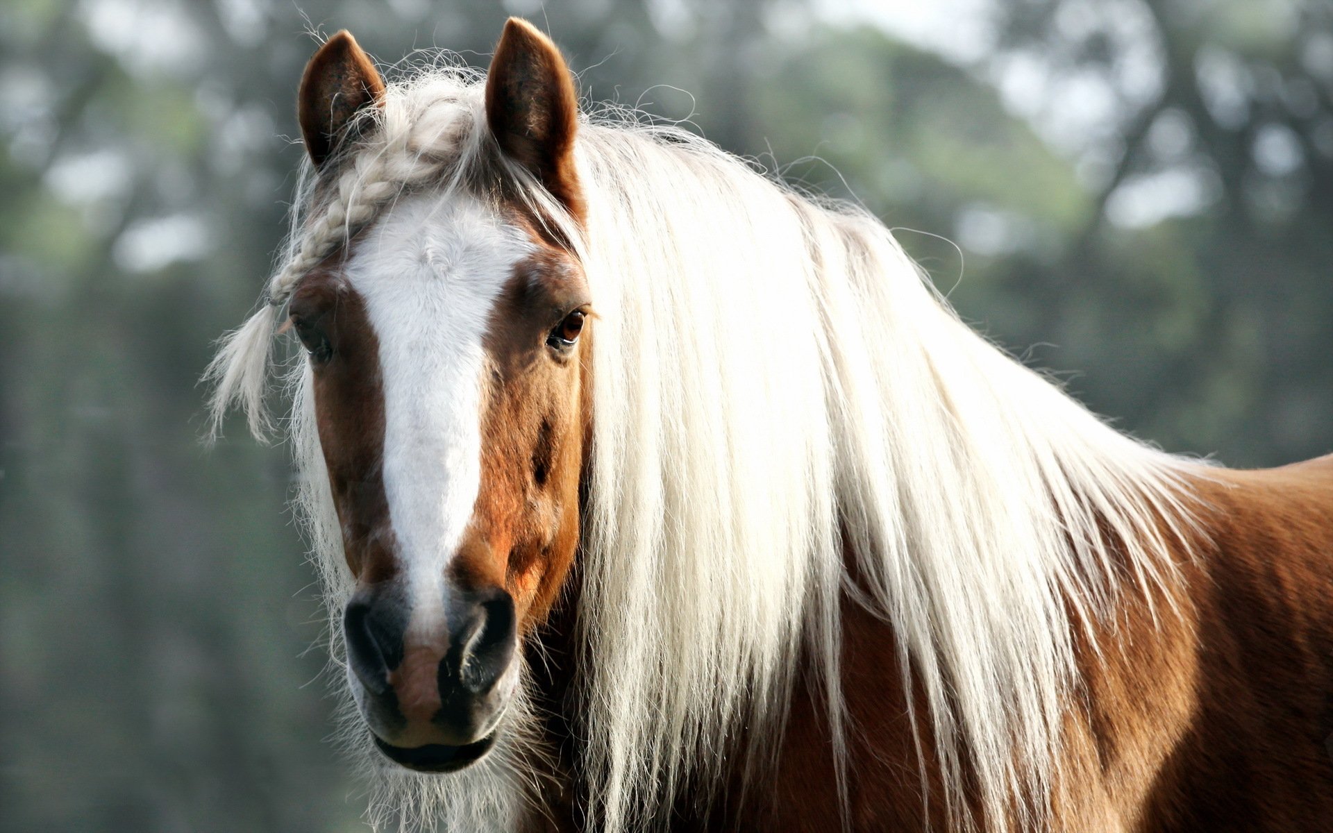 Про лошадей красивый. Красивые лошади. Очень красивые лошади. Картинки на рабочий стол лошади. Грива лошади.
