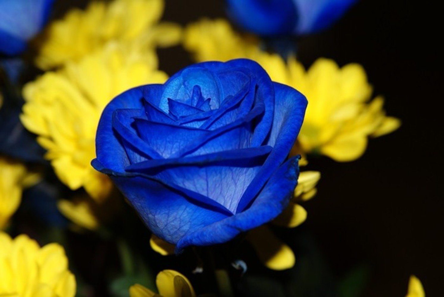 Я подарю тебе лилии желтые красные синие. Голубые цветы. Розы синего цвета. Желто синий.