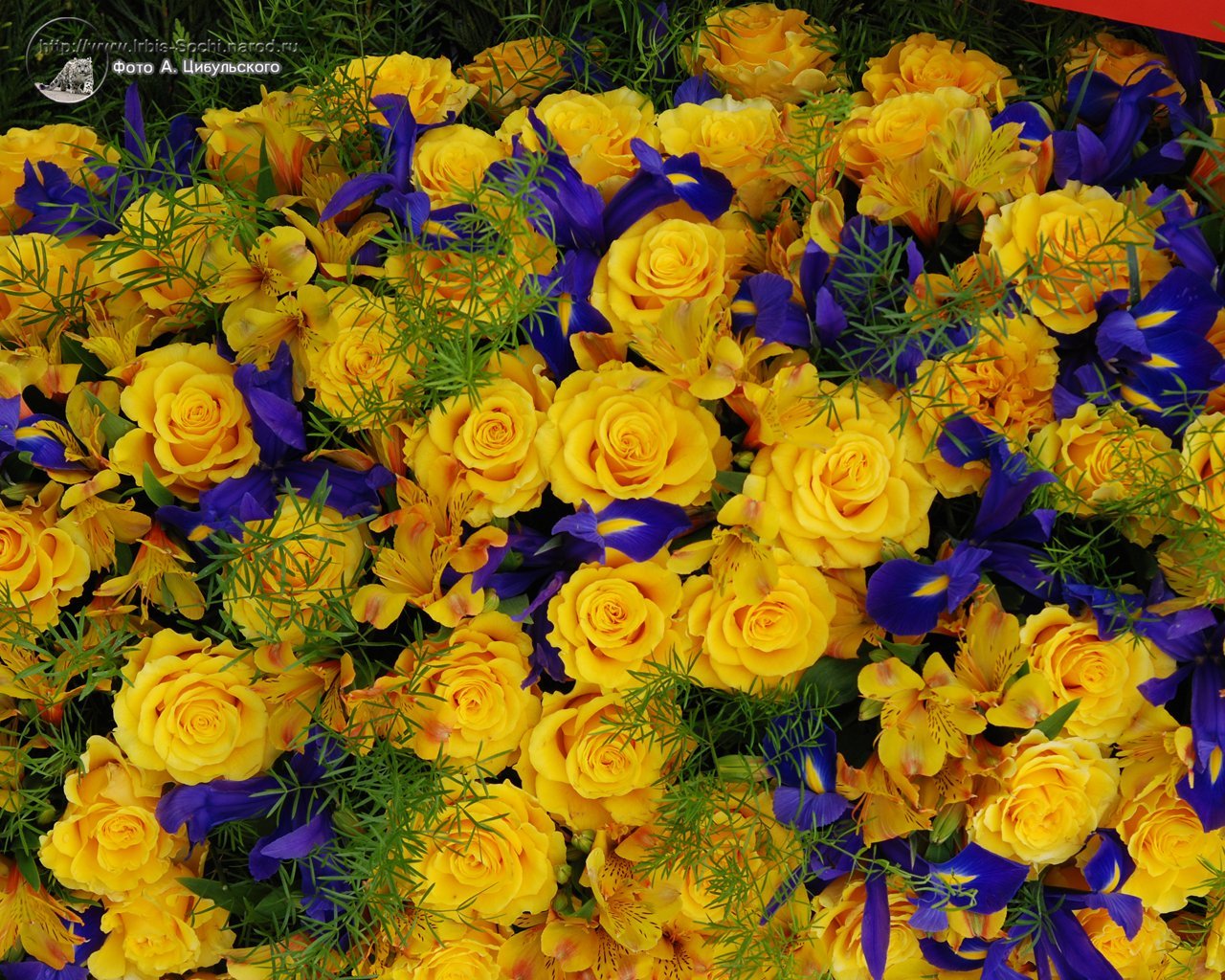 Сине желтые цветы названия. Желто голубые цветы. Желто синие цветы. Синие и желтые цветы букет. Жёлтый цветок.