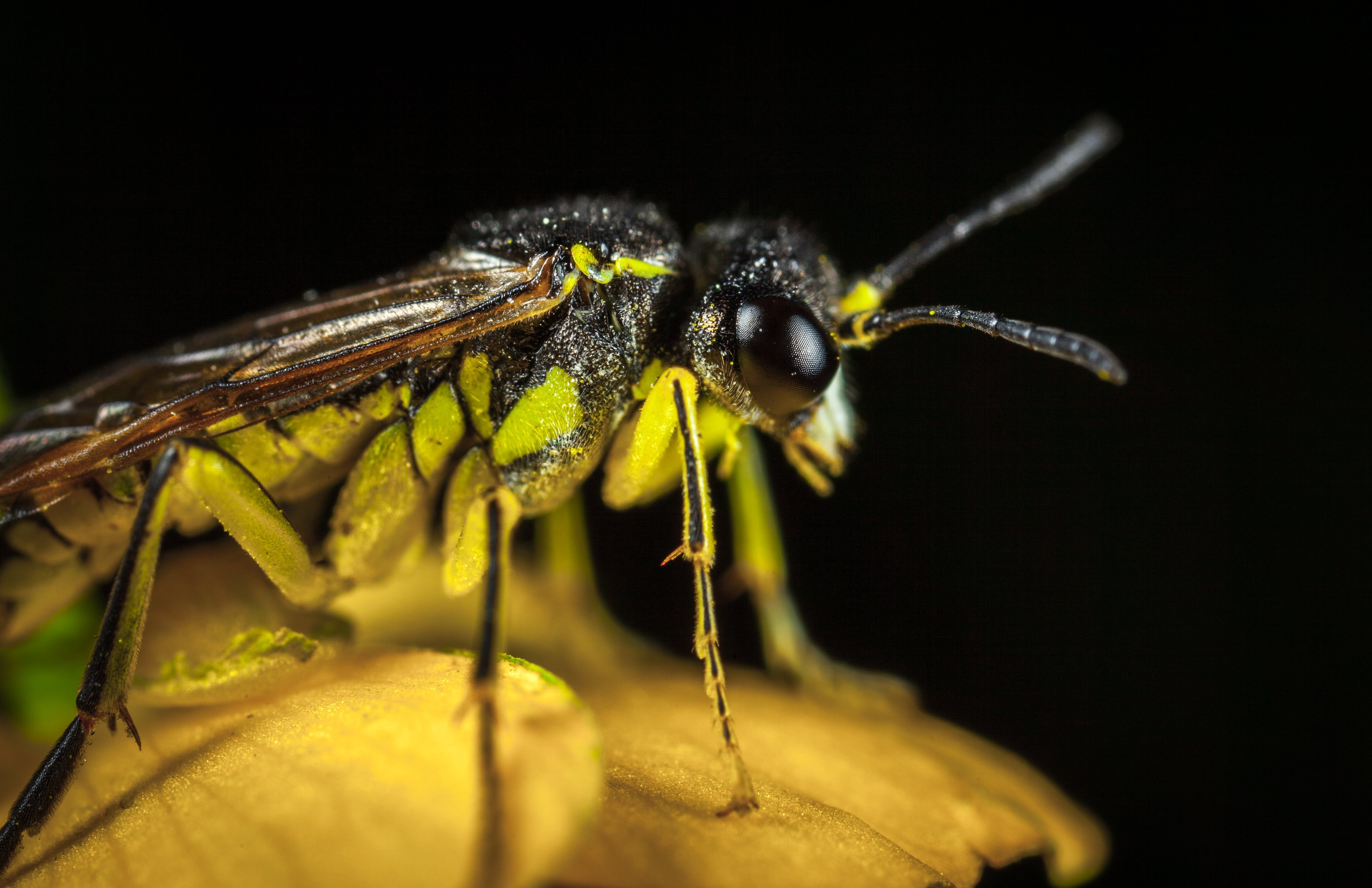 Муха в окраске осы. Муха Шершень. Шершень черный с желтыми полосками. Черный комар с желтым брюшком. Насекомое с желтыми лапками.