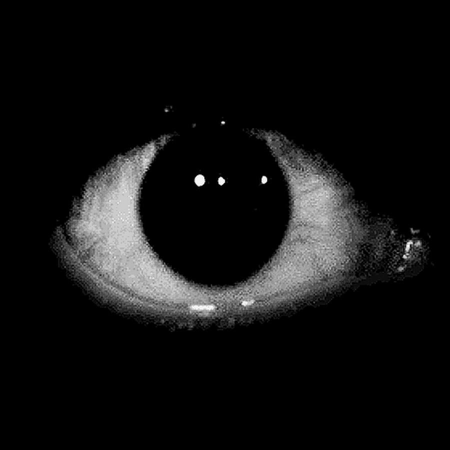 фанфик желтые глаза в темноте леса премьер фото 26