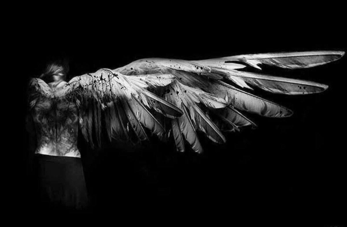 Крылья на черном фоне. Крылья падшего ангела. Крылья на темном фоне. Красивые Крылья. Крылья на спине.